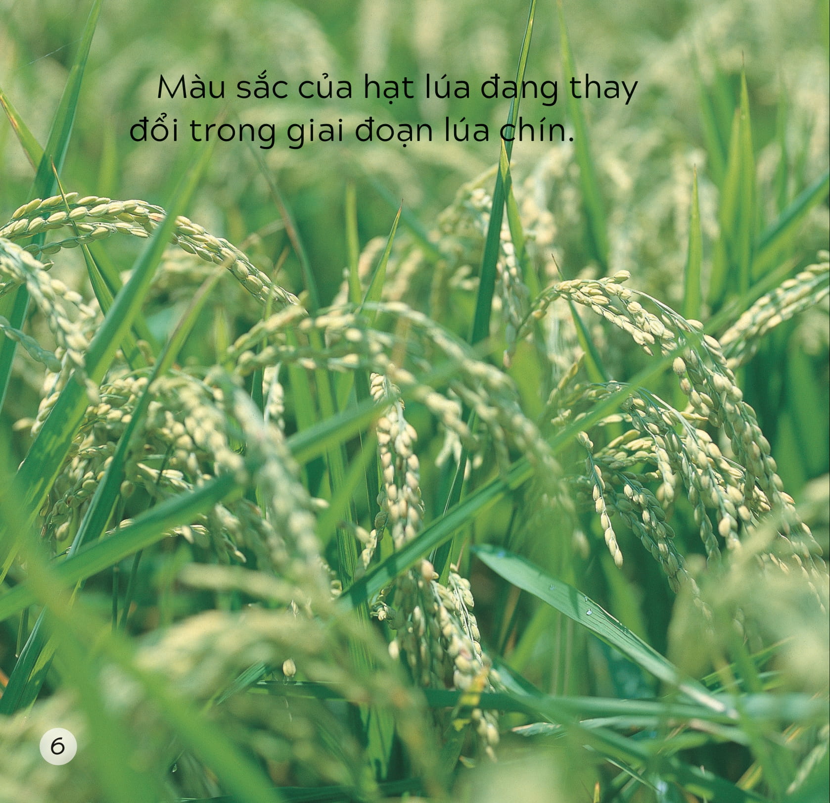 song ngữ việt anh - khám phá thế giới - các màu sắc trên trái đất - colours on earth