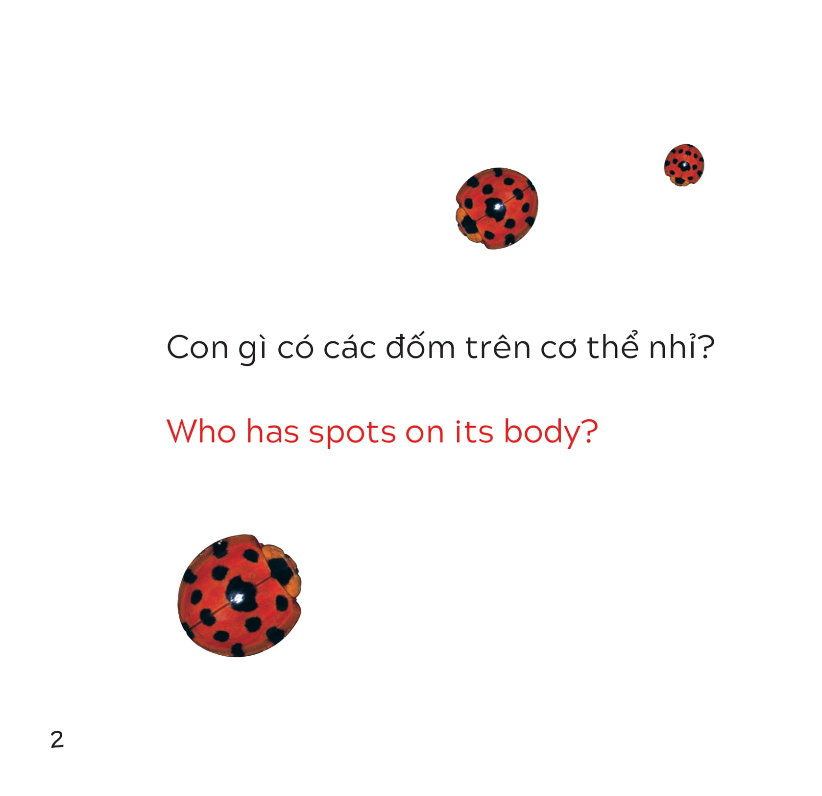 song ngữ việt anh - khám phá thế giới - loài nào là côn trùng nhỉ? - who is the insect?