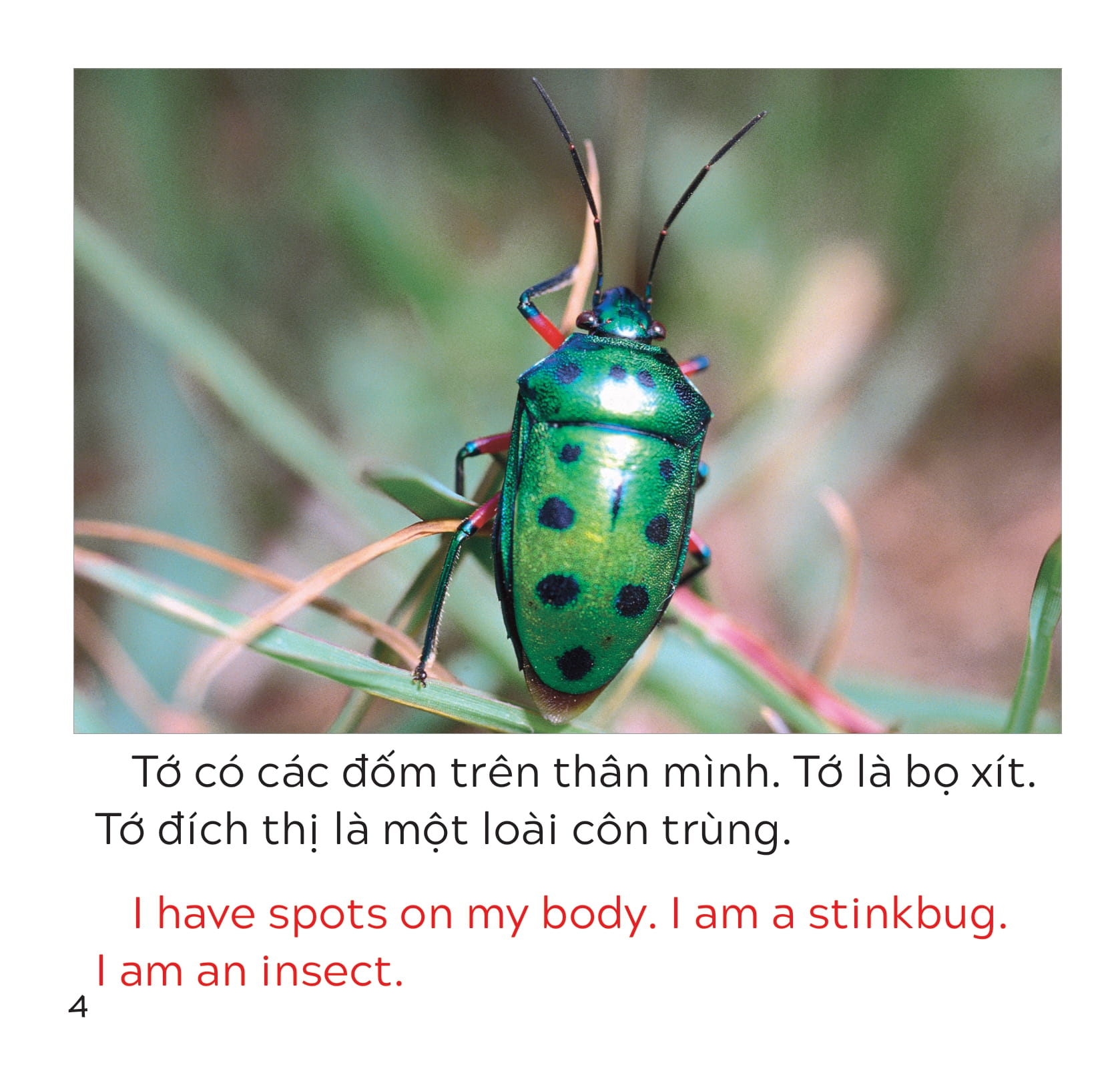 song ngữ việt anh - khám phá thế giới - loài nào là côn trùng nhỉ? - who is the insect?