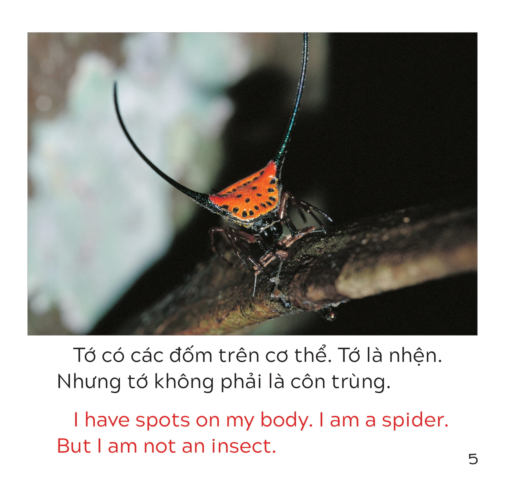 song ngữ việt anh - khám phá thế giới - loài nào là côn trùng nhỉ? - who is the insect?
