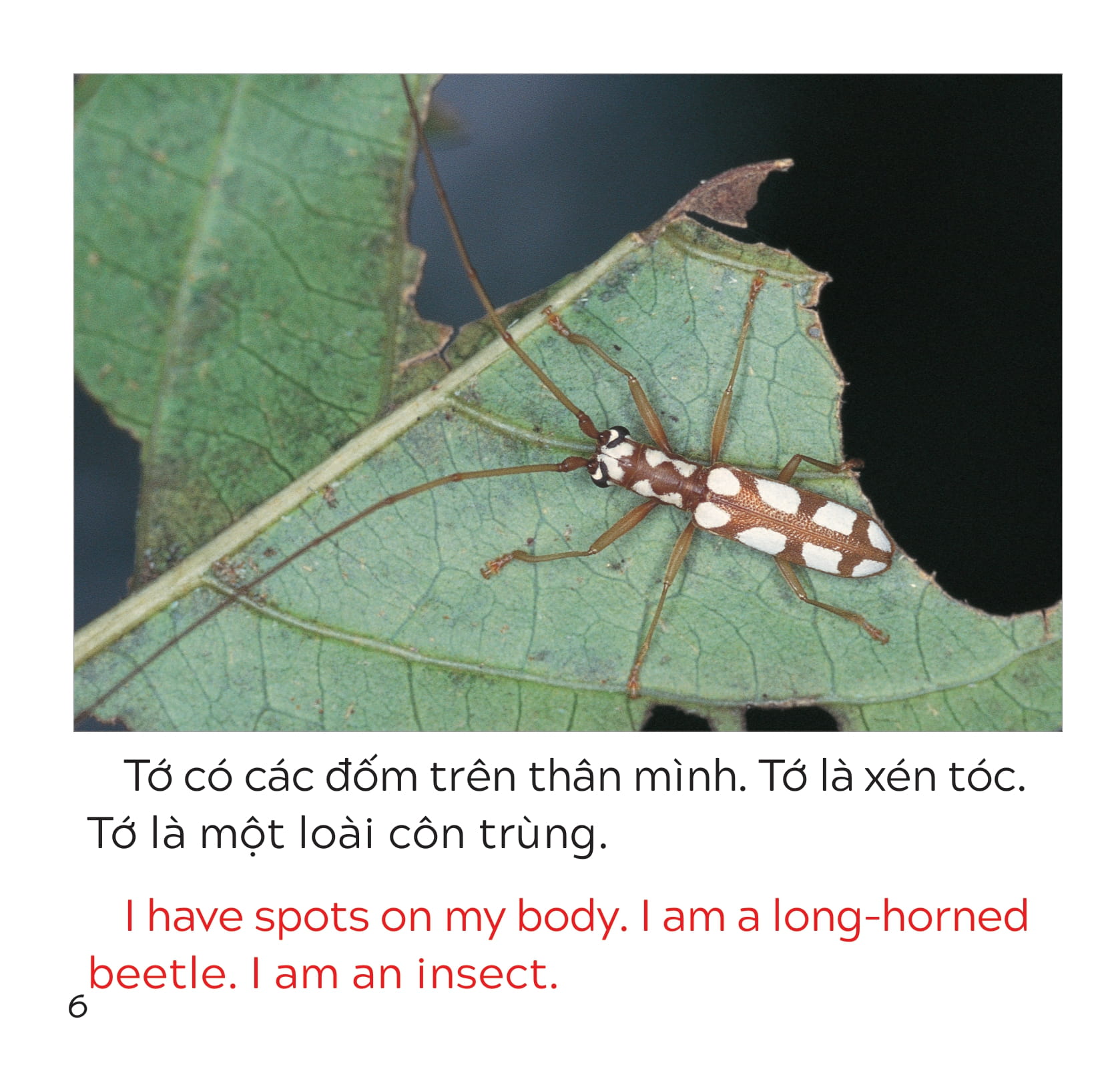 song ngữ việt anh - khám phá thế giới - loài nào là côn trùng nhỉ? - who is the insect?