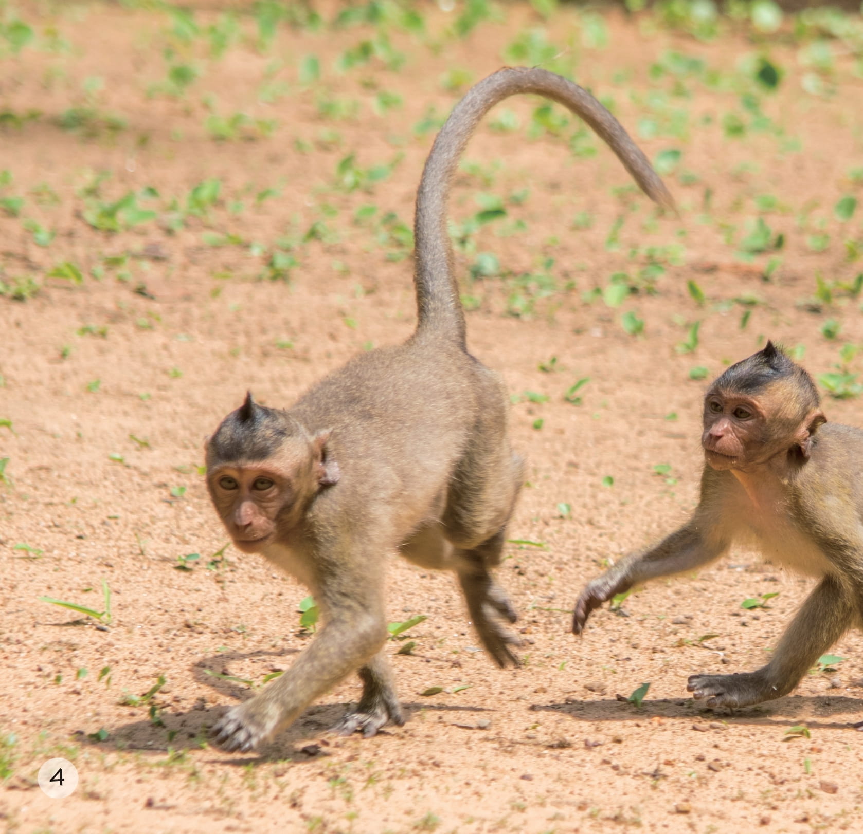 song ngữ việt anh - khám phá thế giới - ở vùng đất khô cằn - in a dry land