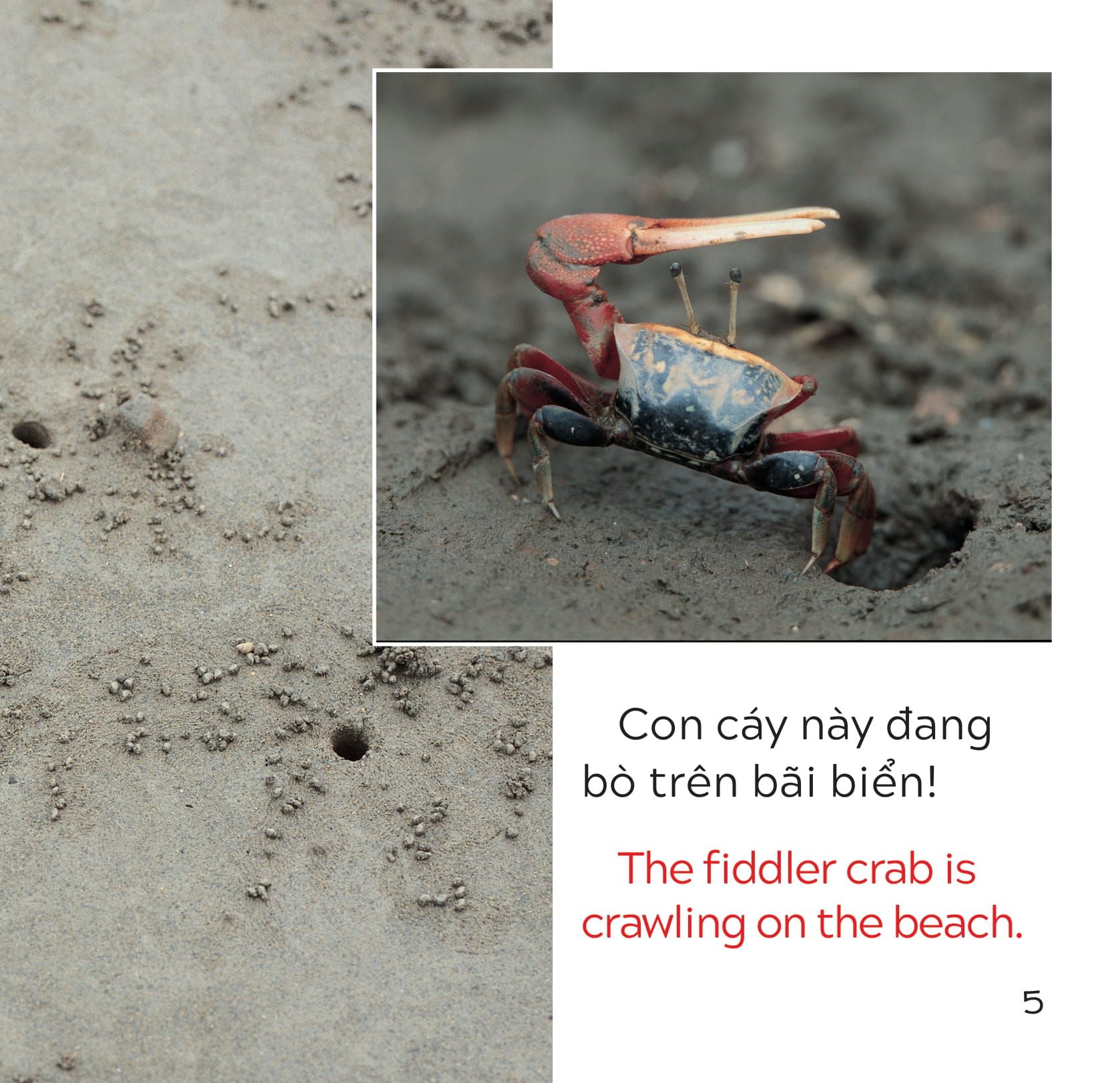 song ngữ việt anh - khám phá thế giới - trên bãi biển - at the beach