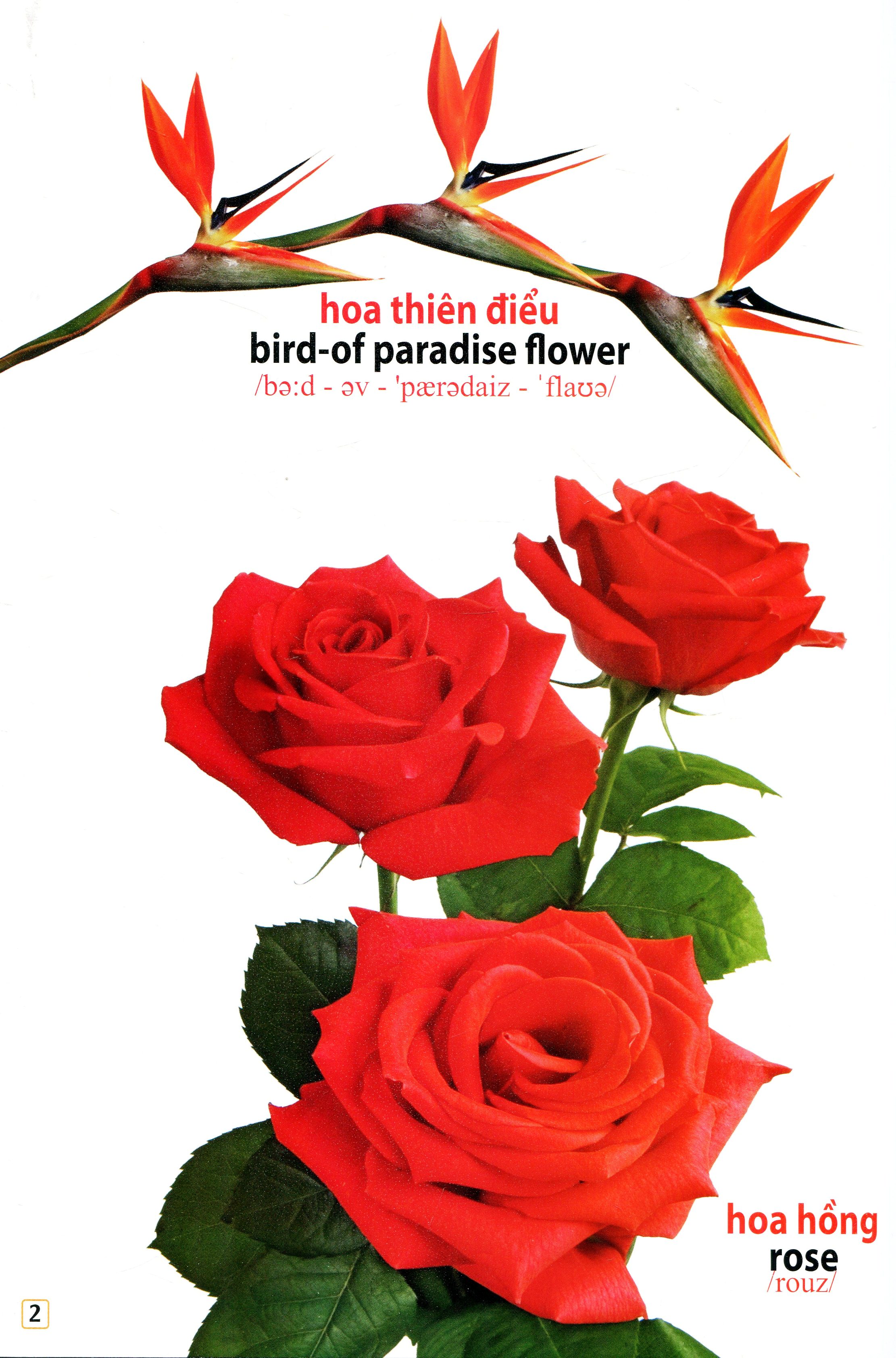 song ngữ việt anh - từ điển bằng hình - hoa, quả, rau củ (dành cho trẻ 0 - 6 tuổi) - tái bản 2019