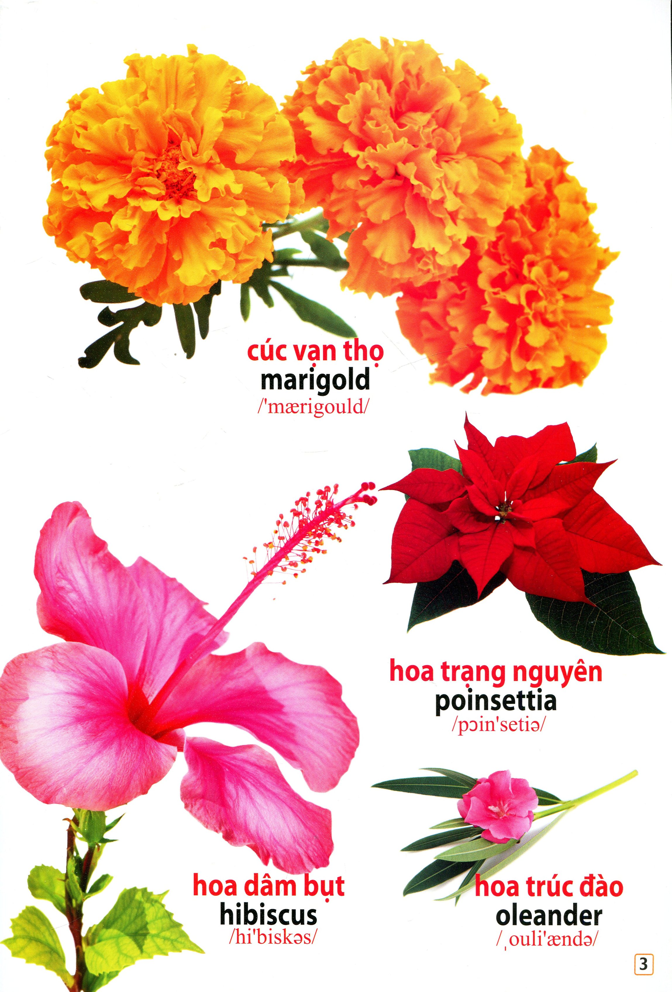 song ngữ việt anh - từ điển bằng hình - hoa, quả, rau củ (dành cho trẻ 0 - 6 tuổi) - tái bản 2019