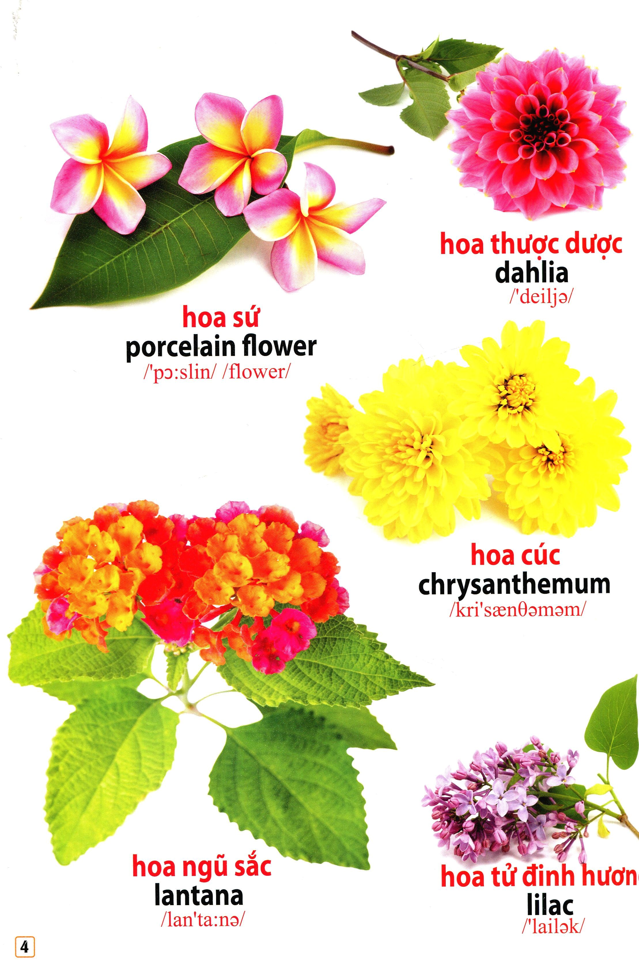 song ngữ việt anh - từ điển bằng hình - hoa, quả, rau củ (dành cho trẻ 0 - 6 tuổi) - tái bản 2019