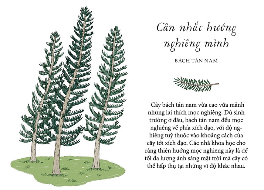 sống như những cái cây - những bài học nhỏ để có nguồn hạnh phúc bất tận (tái bản 2021)