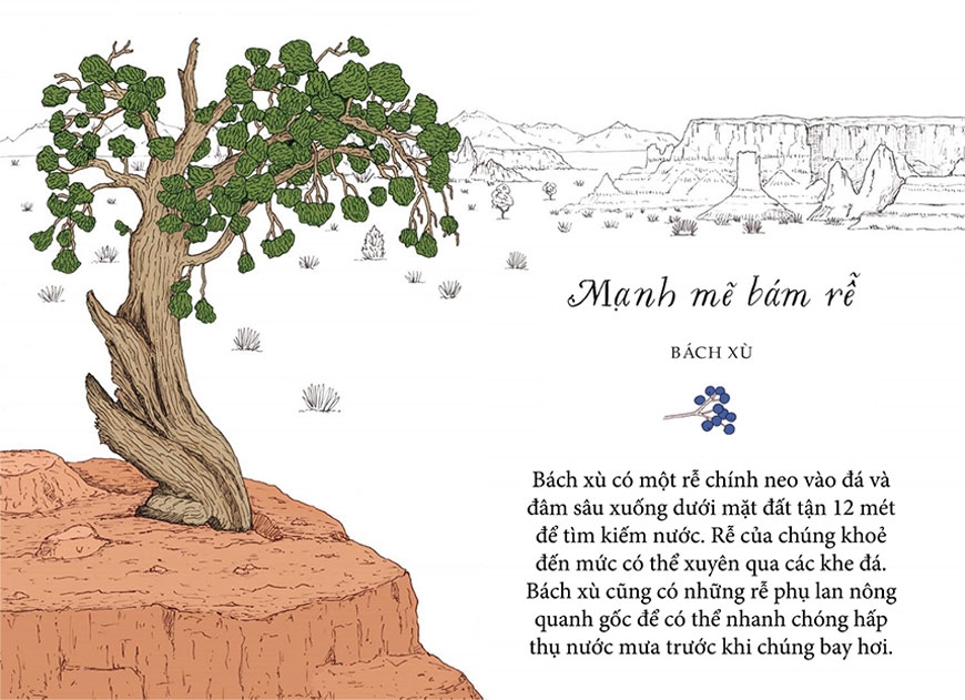 sống như những cái cây - những bài học nhỏ để có nguồn hạnh phúc bất tận (tái bản 2021)