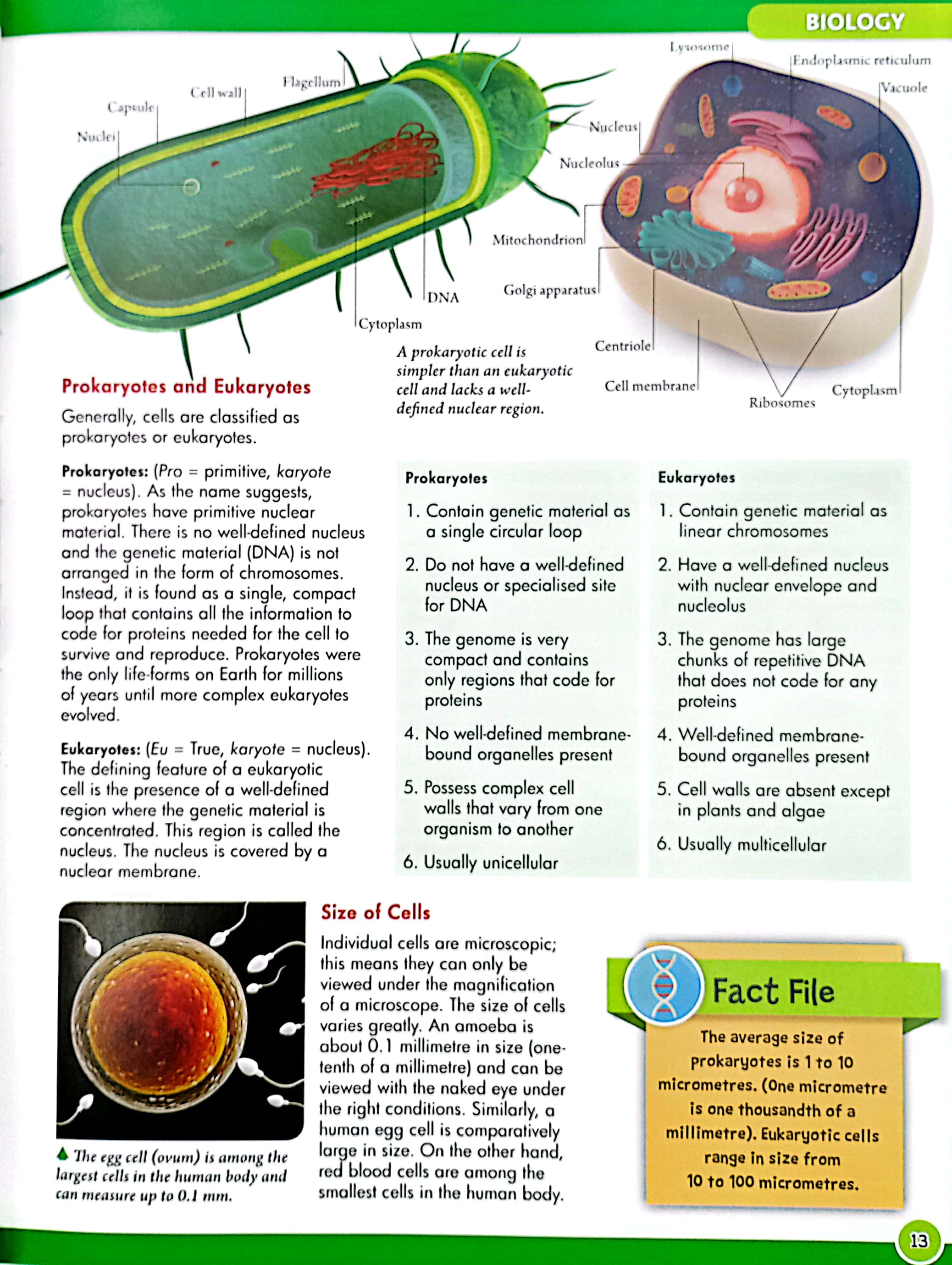 stem - a first introduction to science: discover biology, chemistry & physics
