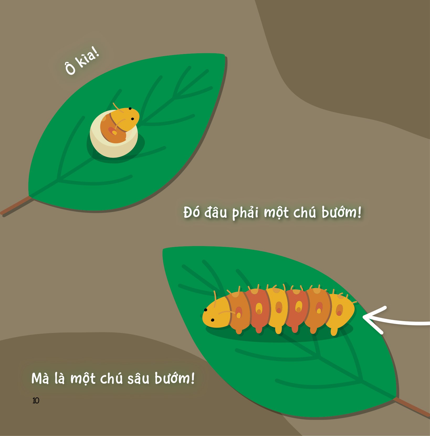 sự sinh trưởng kỳ diệu của vạn vật - vòng đời của bướm