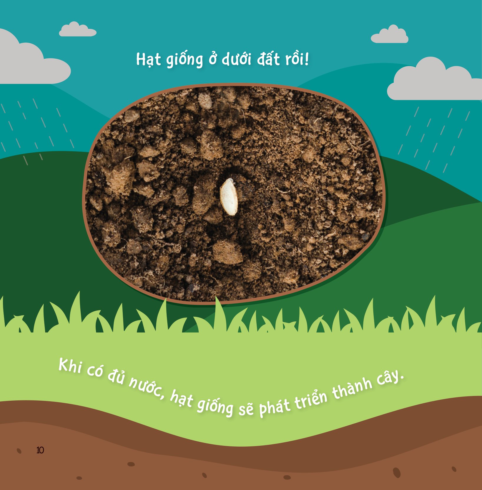 sự sinh trưởng kỳ diệu của vạn vật - vòng đời của cây