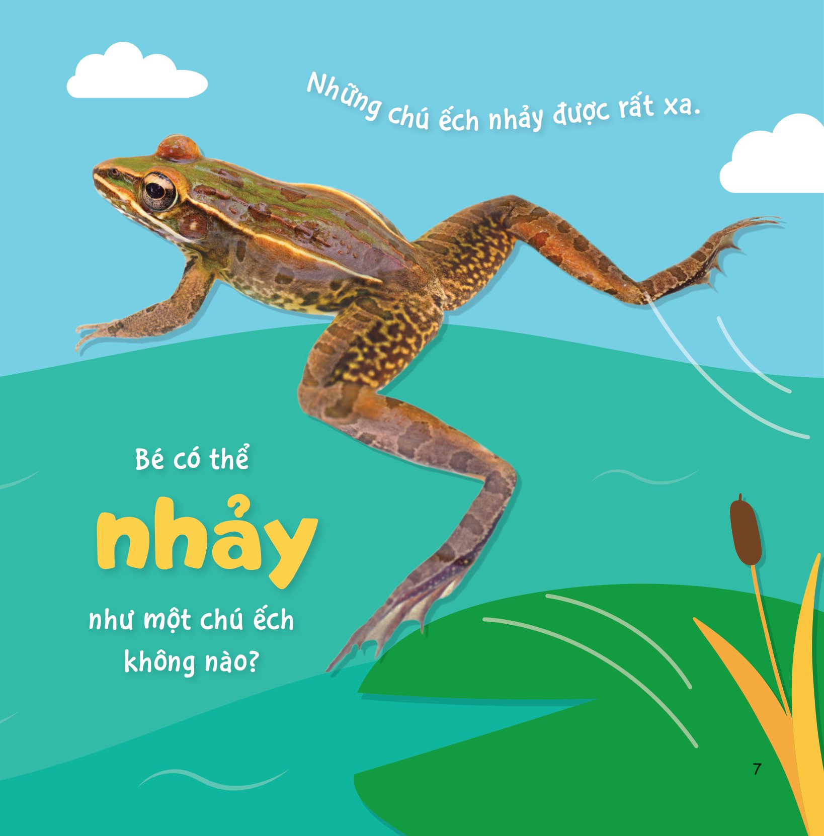 sự sinh trưởng kỳ diệu của vạn vật - vòng đời của ếch