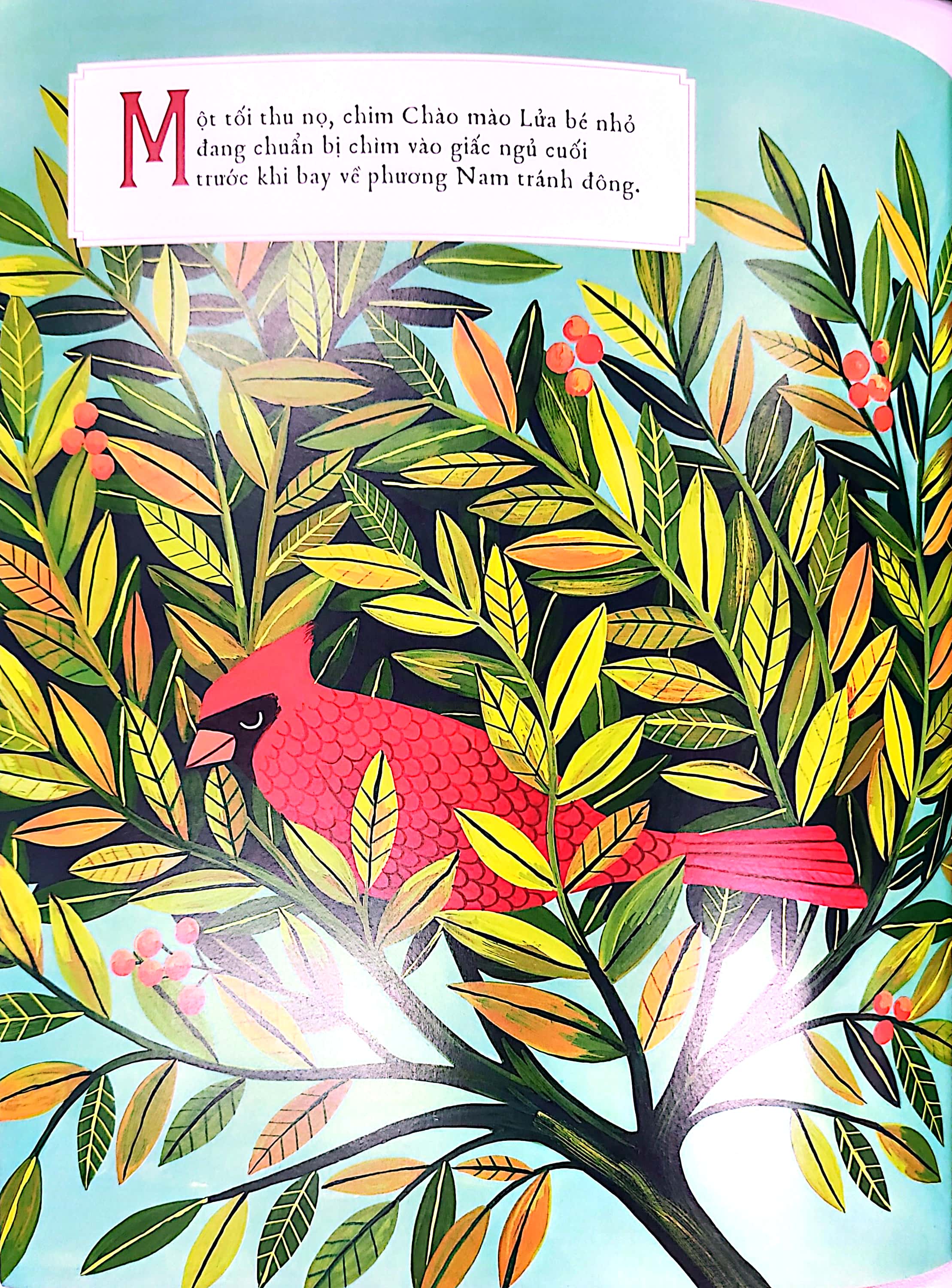 sự tích cây thường xanh