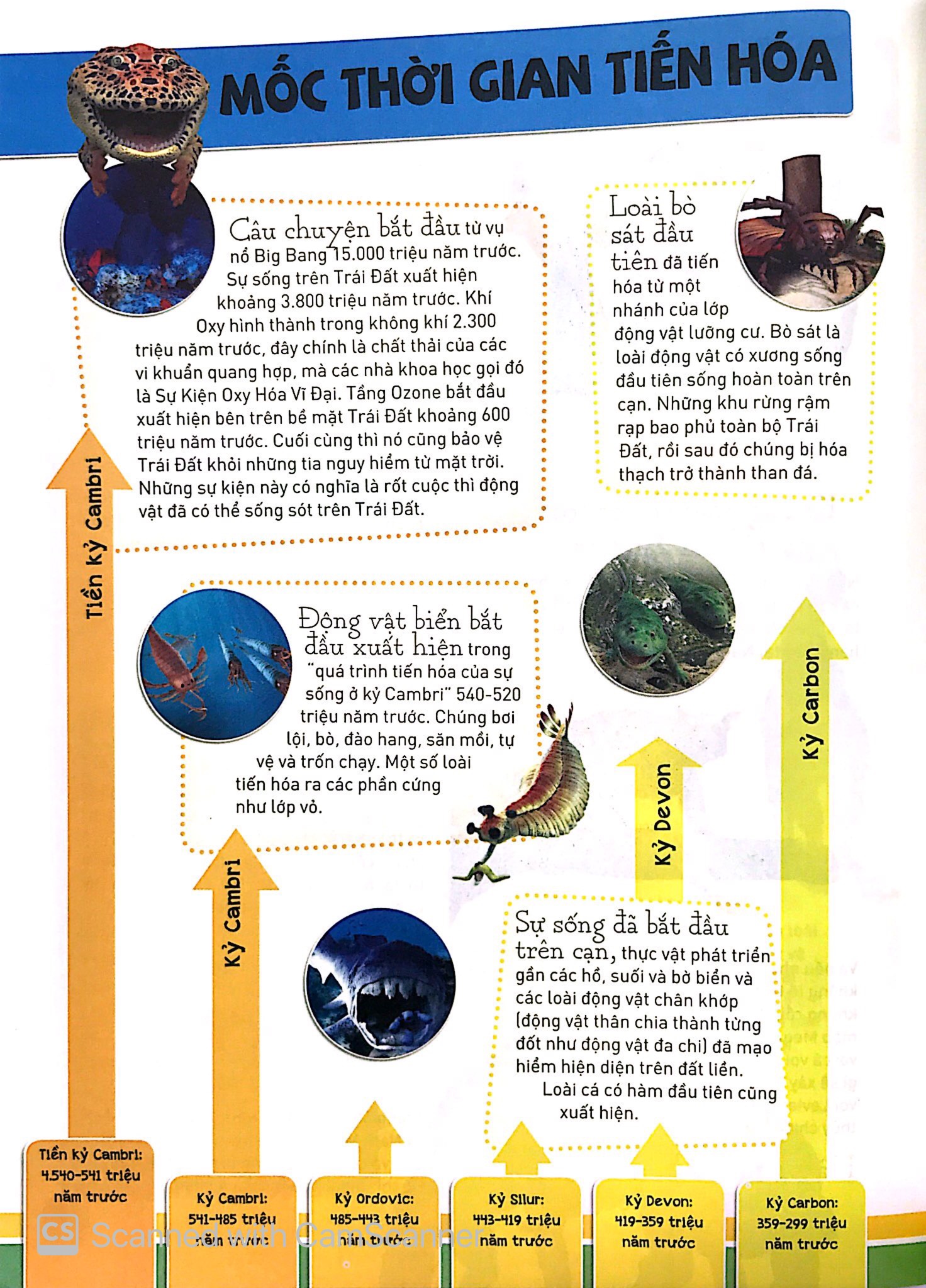 sự tiến hóa - sự trỗi dậy của loài có vú