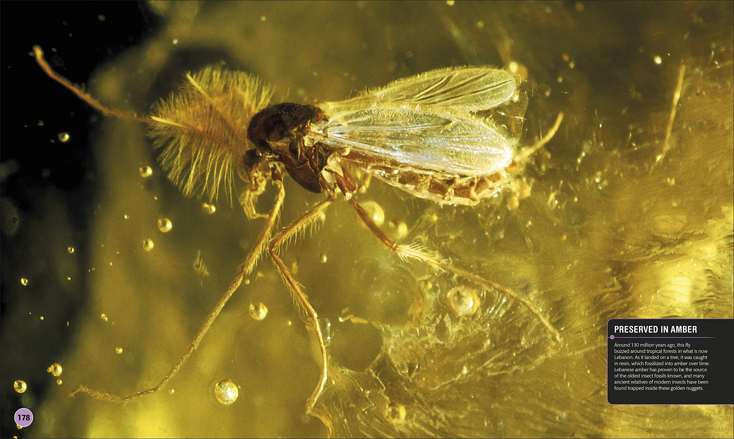 superdinosaur: the biggest, fastest, coolest prehistoric creatures