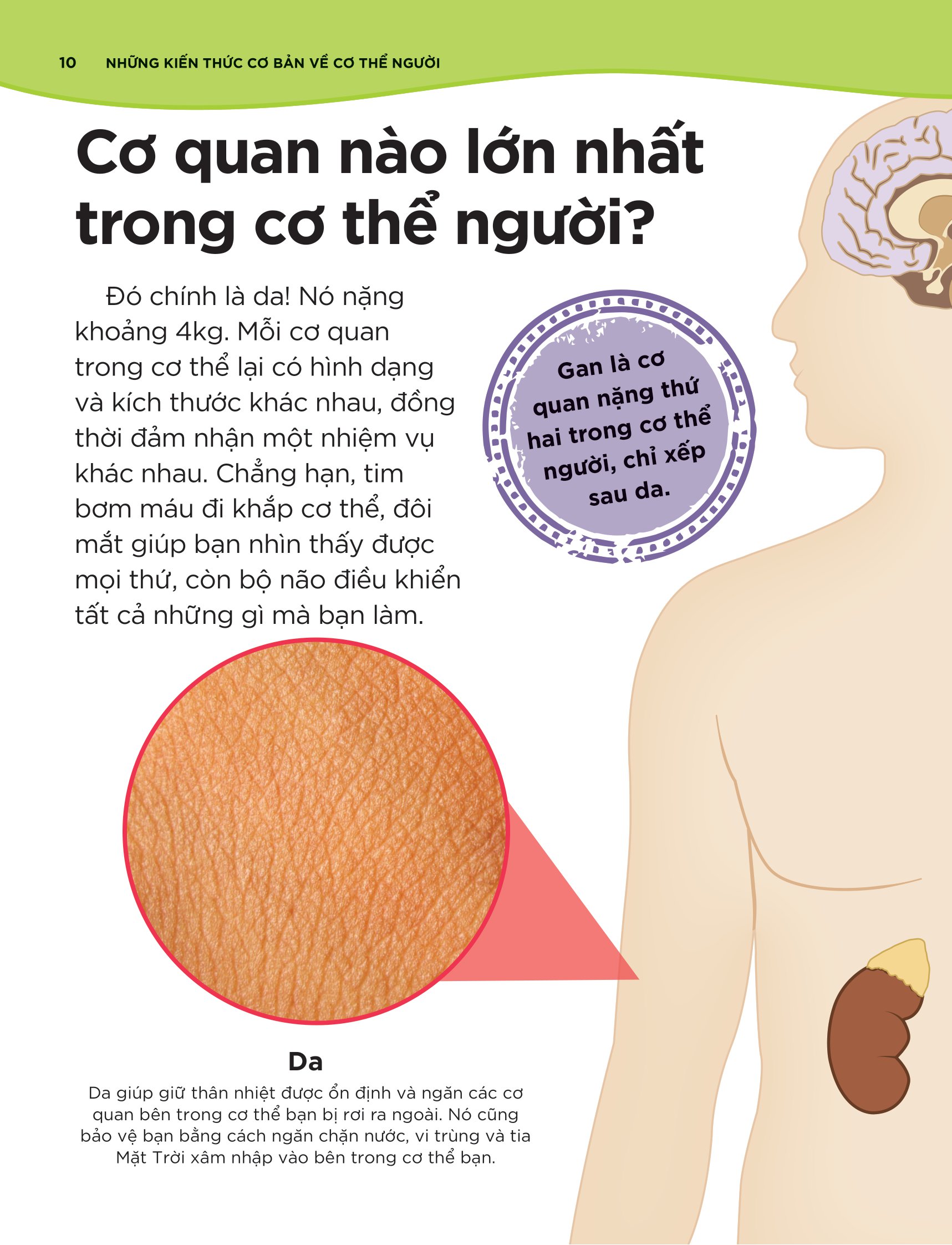 tại sao máu màu đỏ? - với 200 câu hỏi đáng kinh ngạc về cơ thể người