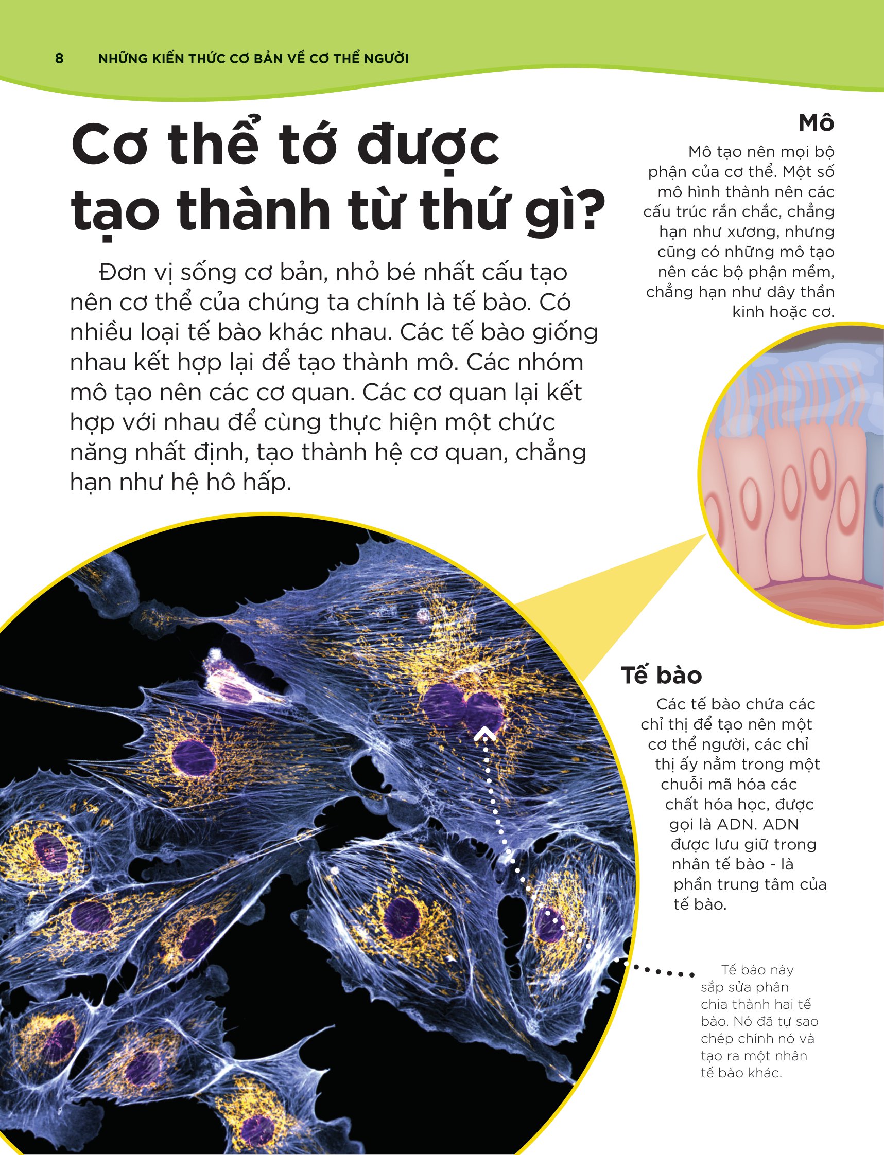 tại sao máu màu đỏ? - với 200 câu hỏi đáng kinh ngạc về cơ thể người