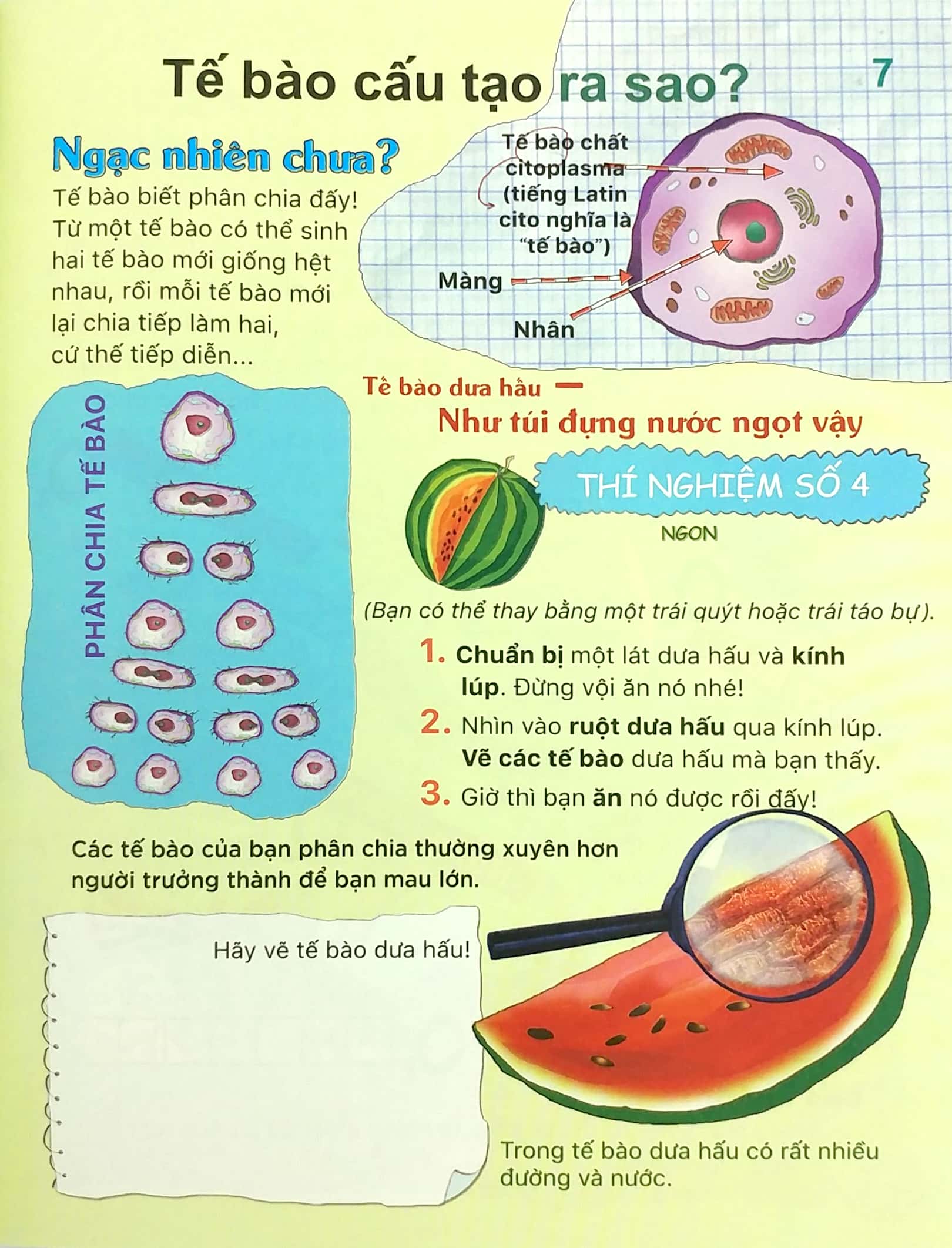 tại sao? sao tim đập và dạ dày réo? - 40 thí nghiệm, thực hành trò chơi, câu đố, sự kiện kỳ thú