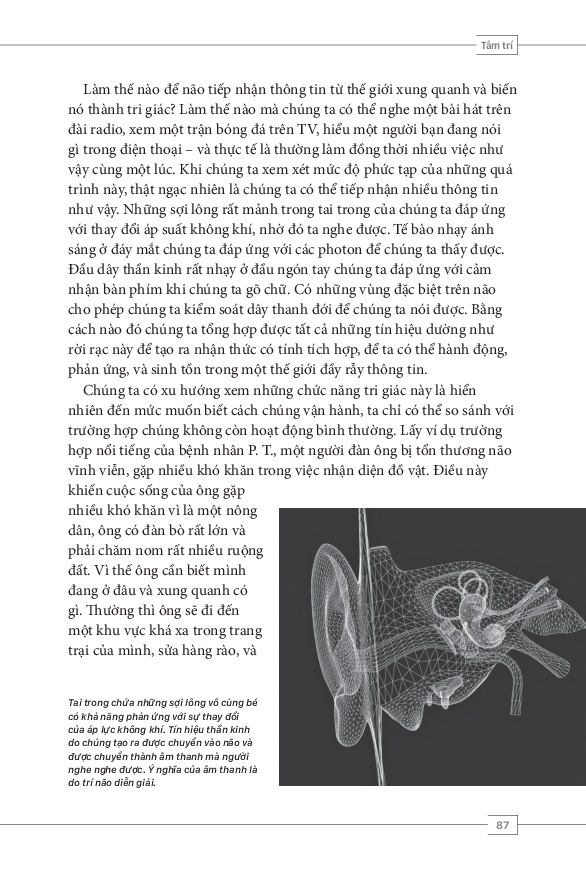 tâm lý học toàn thư - bộ não và tâm trí