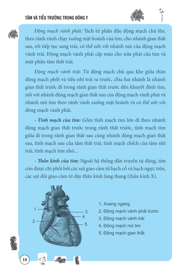 tâm và tiểu trường trong đông y