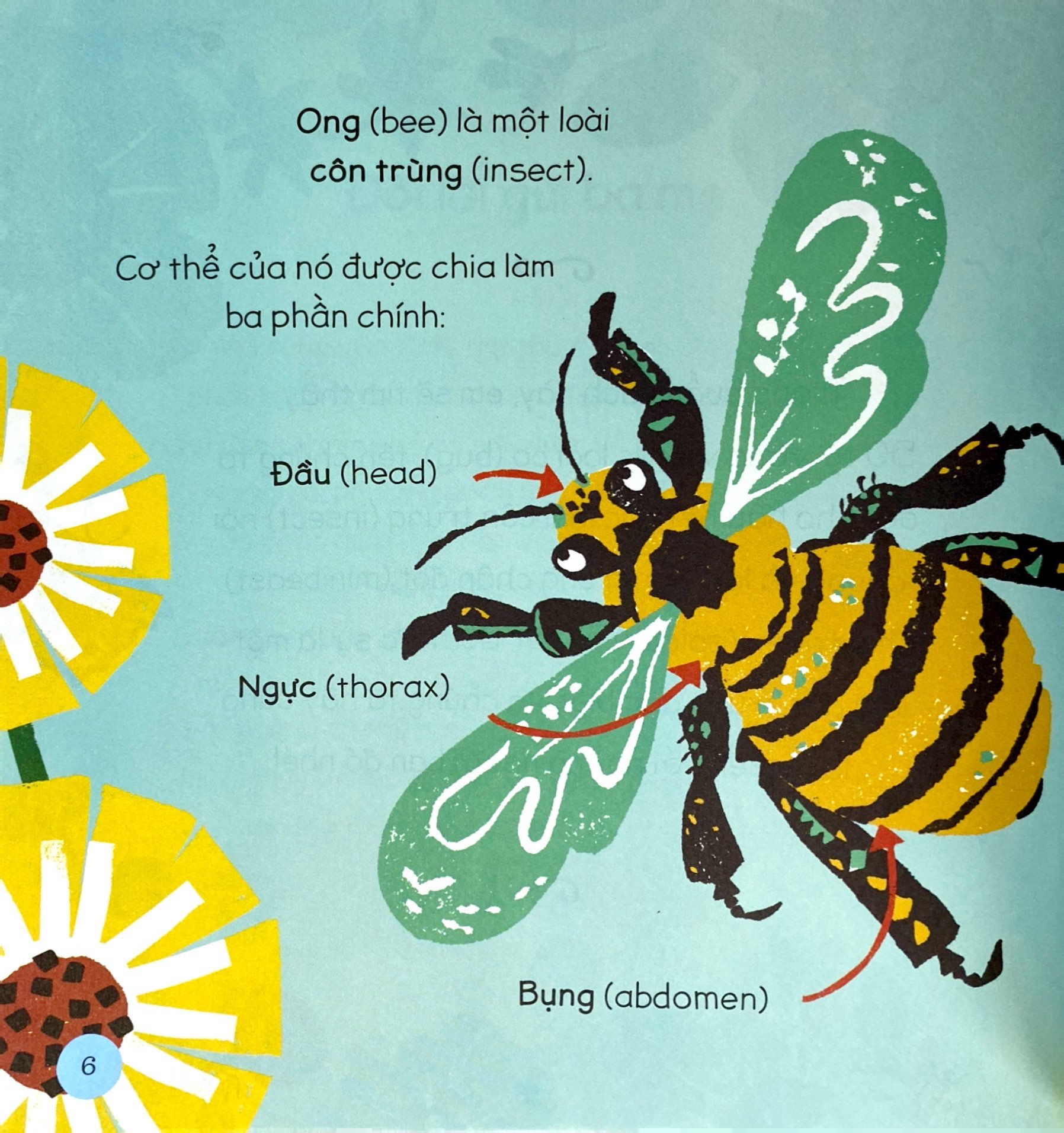 tăng vốn từ, thêm kiến thức - 50 từ về các loài bọ