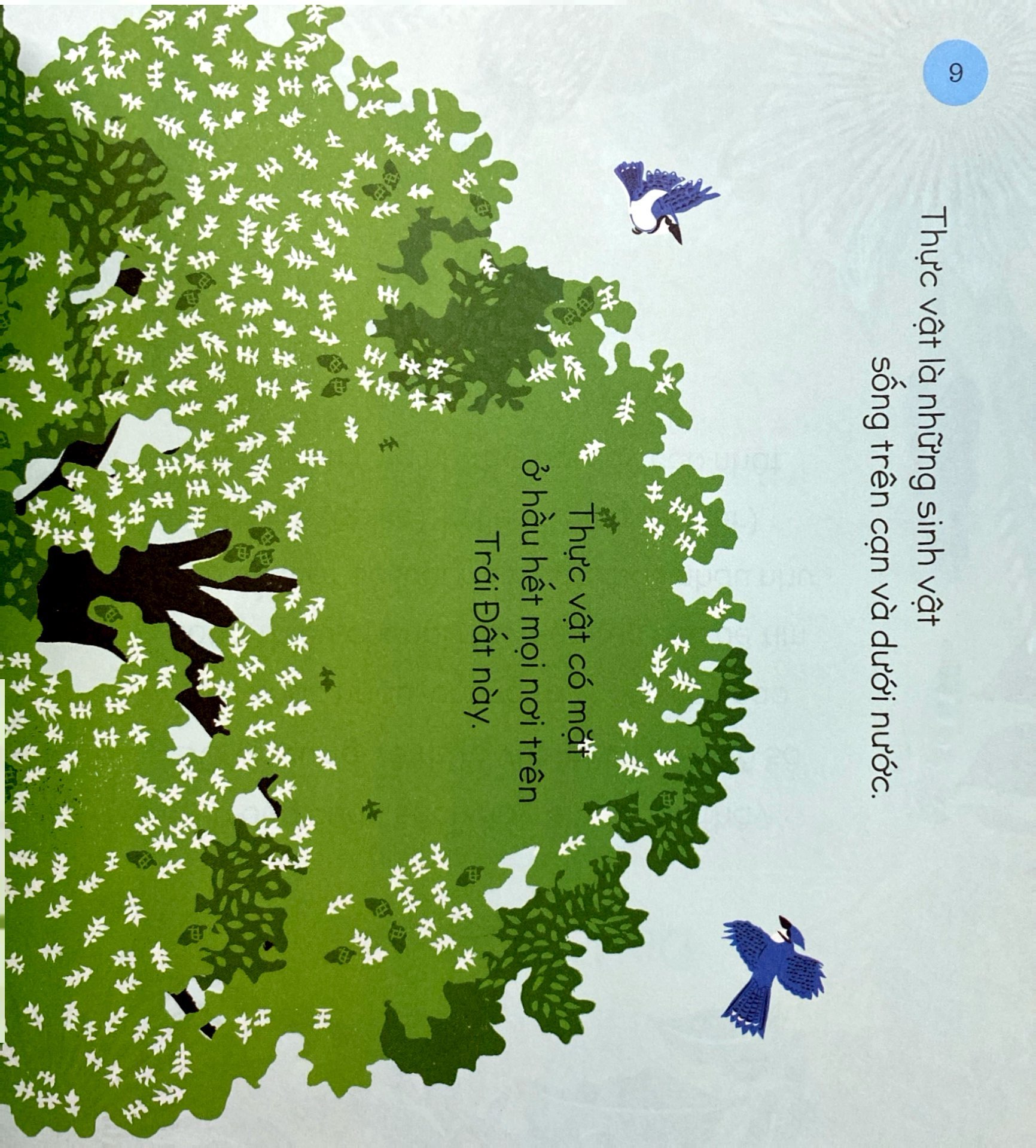 tăng vốn từ, thêm kiến thức - 50 từ về thực vật