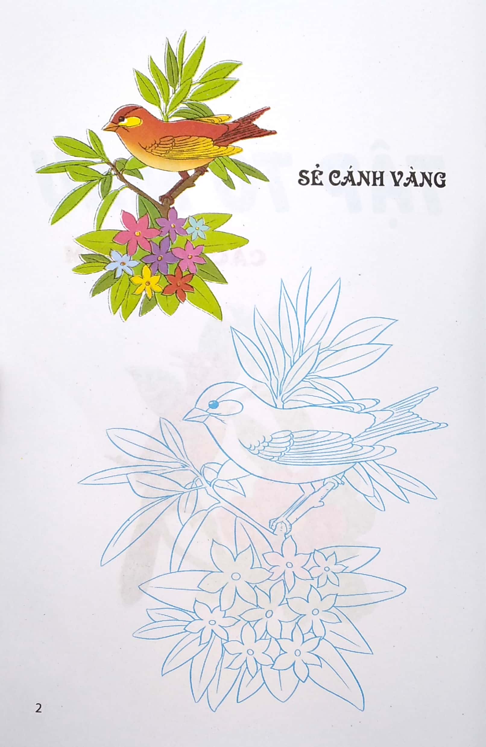 tập tô màu - các loài chim