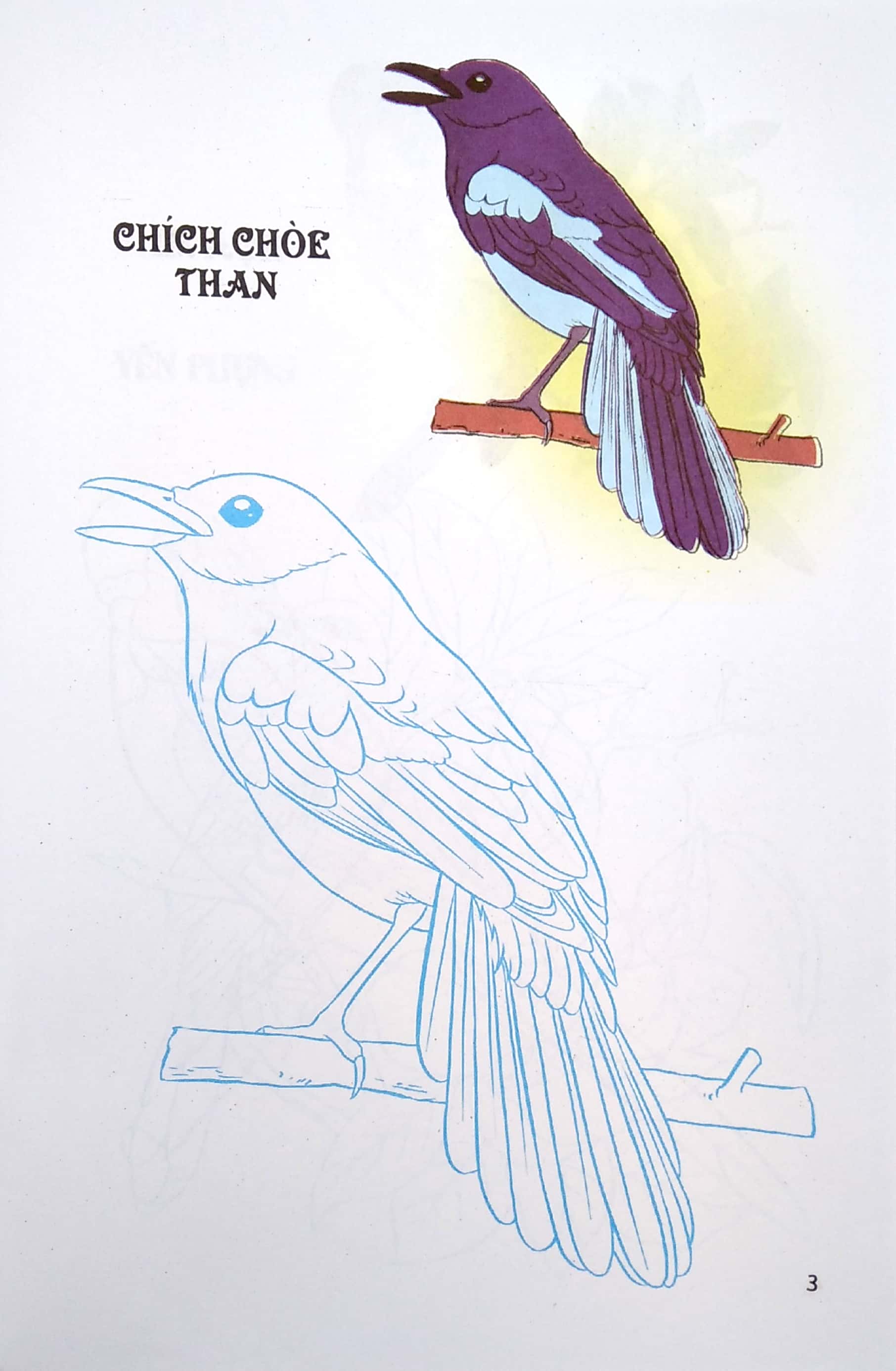 tập tô màu - các loài chim