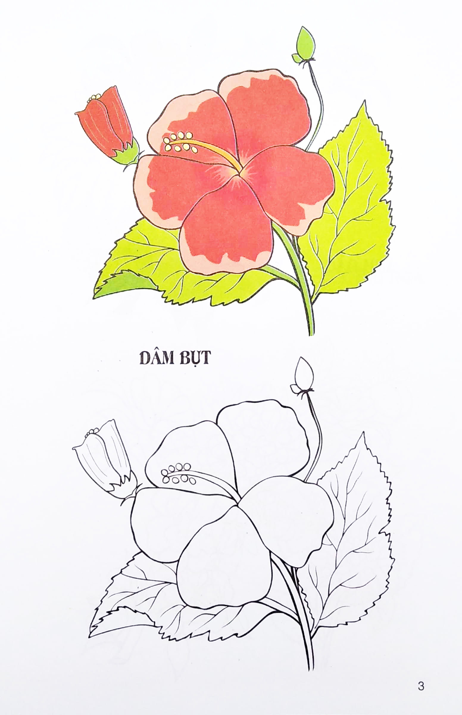 tập tô màu các loại hoa