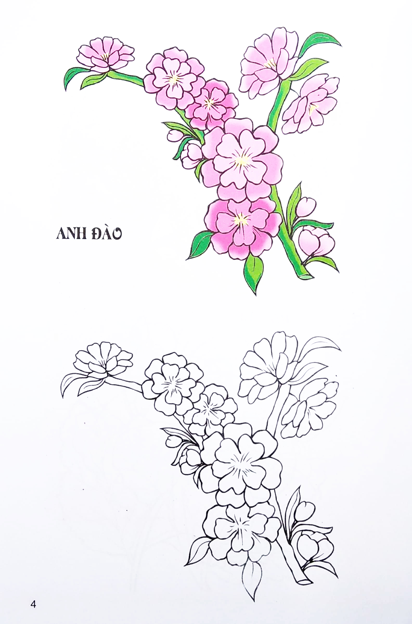 tập tô màu các loại hoa