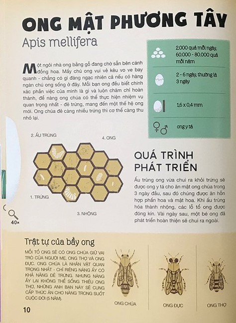 tất tần tật về trứng