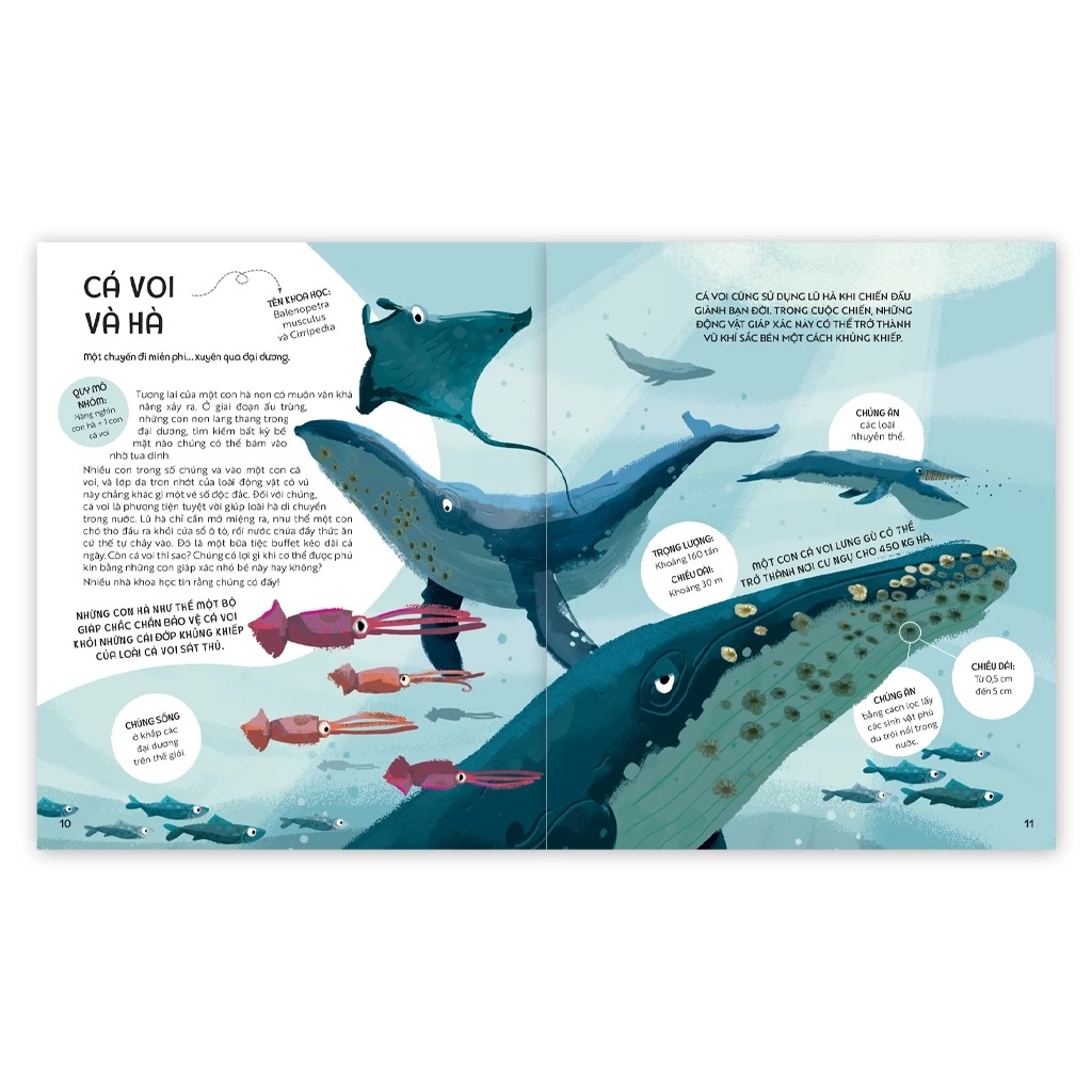 teamwork làm việc nhóm - bài học từ vương quốc động vật