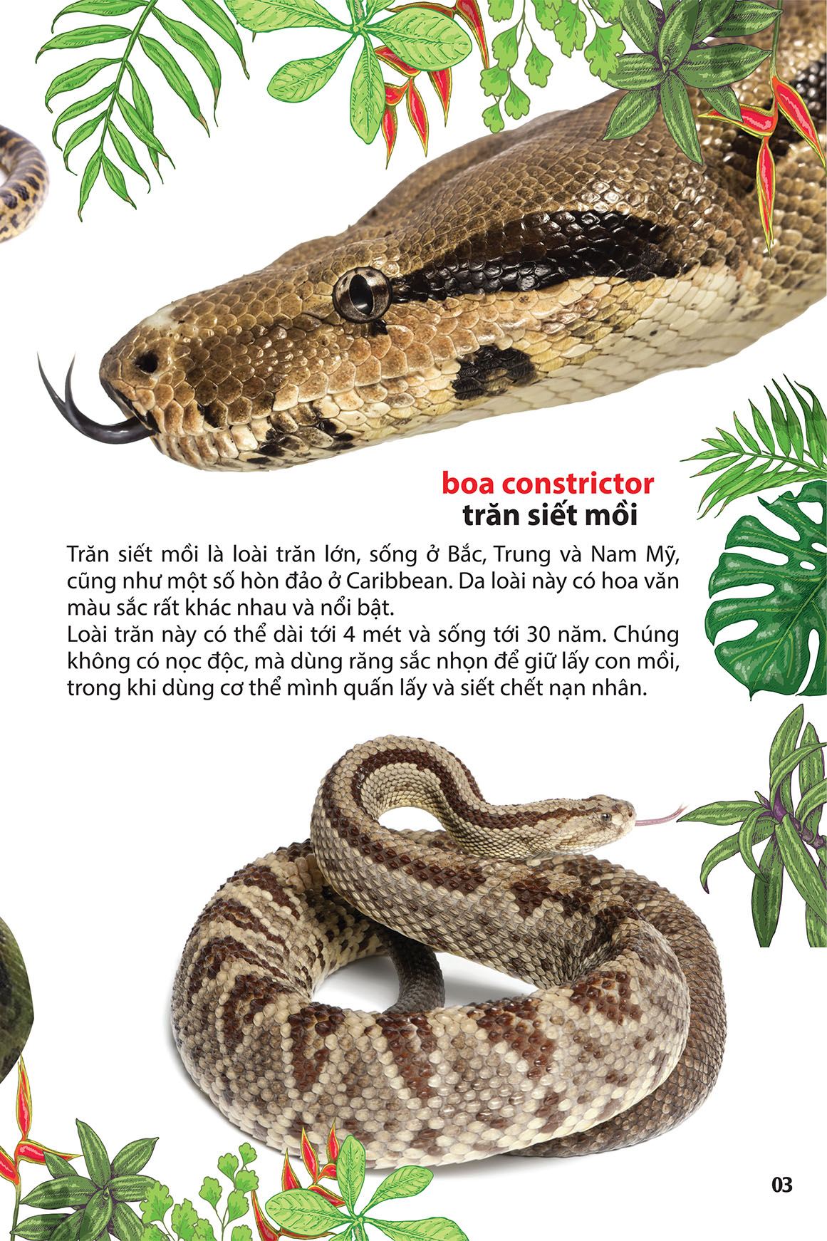 thám hiểm amazon - thế giới động vật