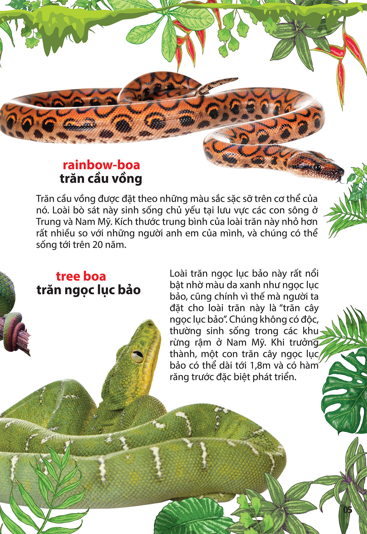 thám hiểm amazon - thế giới động vật