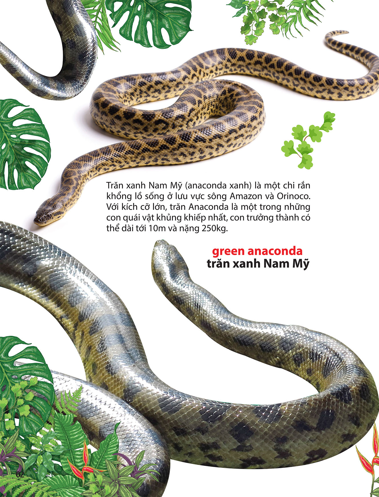 thám hiểm amazon - thế giới động vật