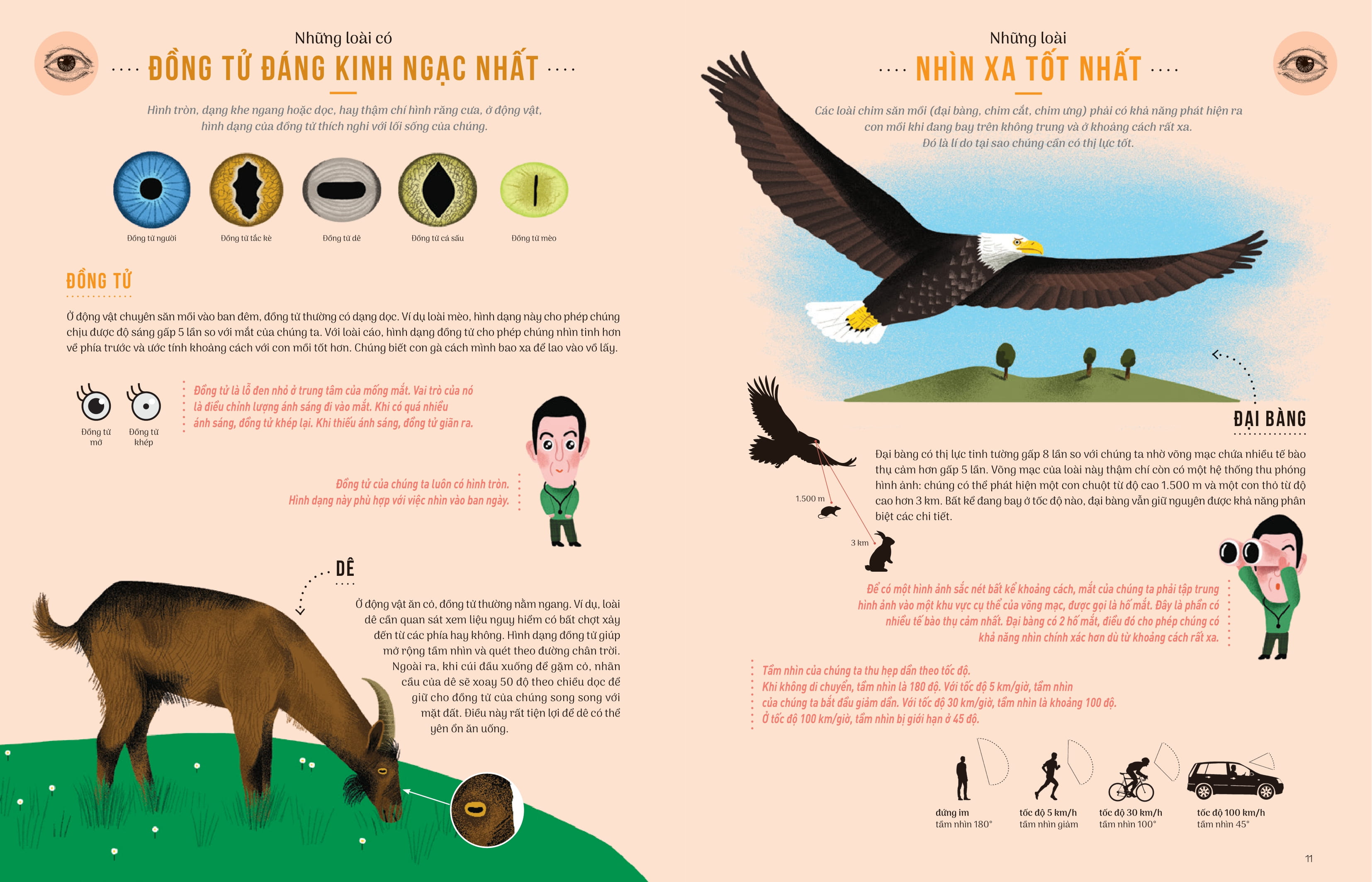 thật khó tin - so sánh năm giác quan giữa con người và động vật