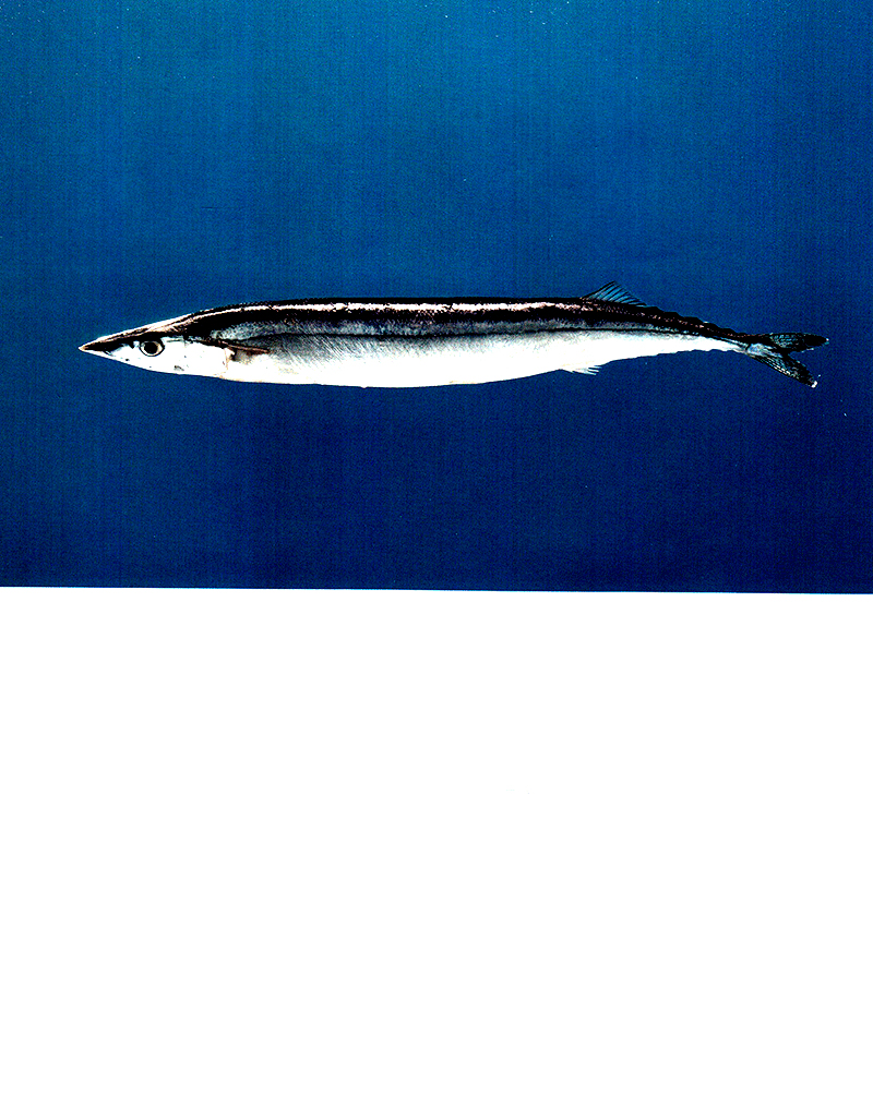 the alphabet i found in mom's kitchen (tiếng anh)