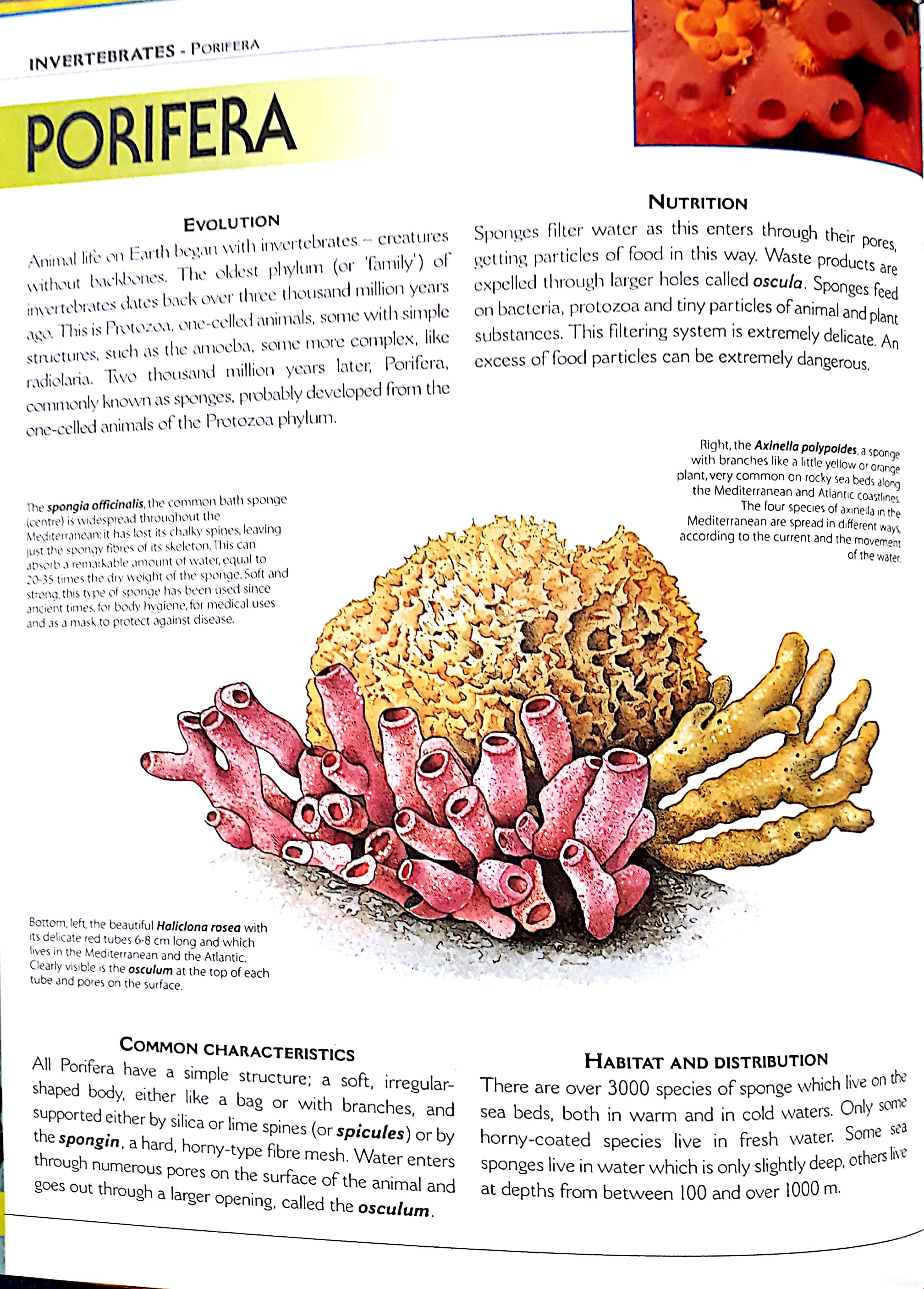 the big book of animals