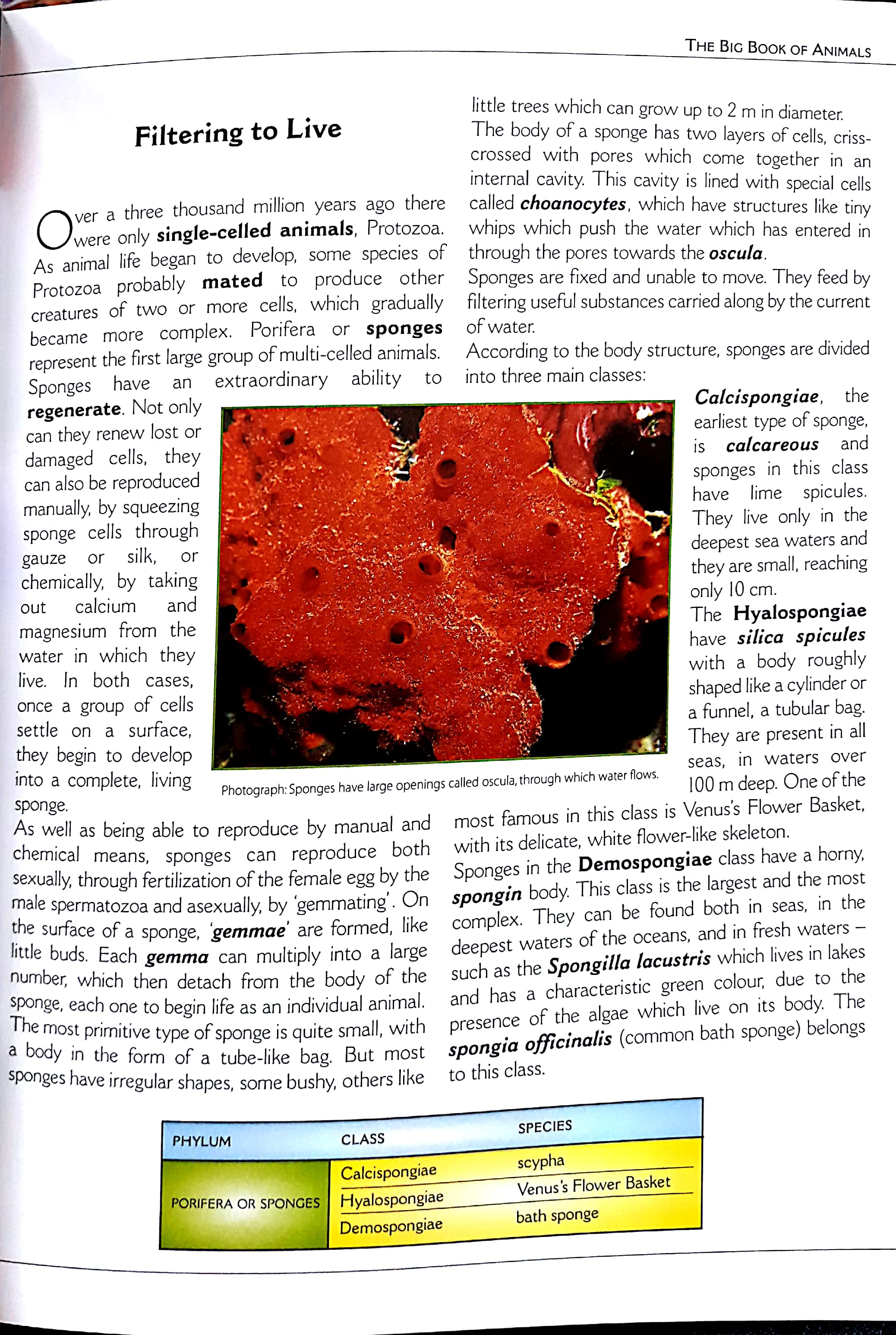 the big book of animals