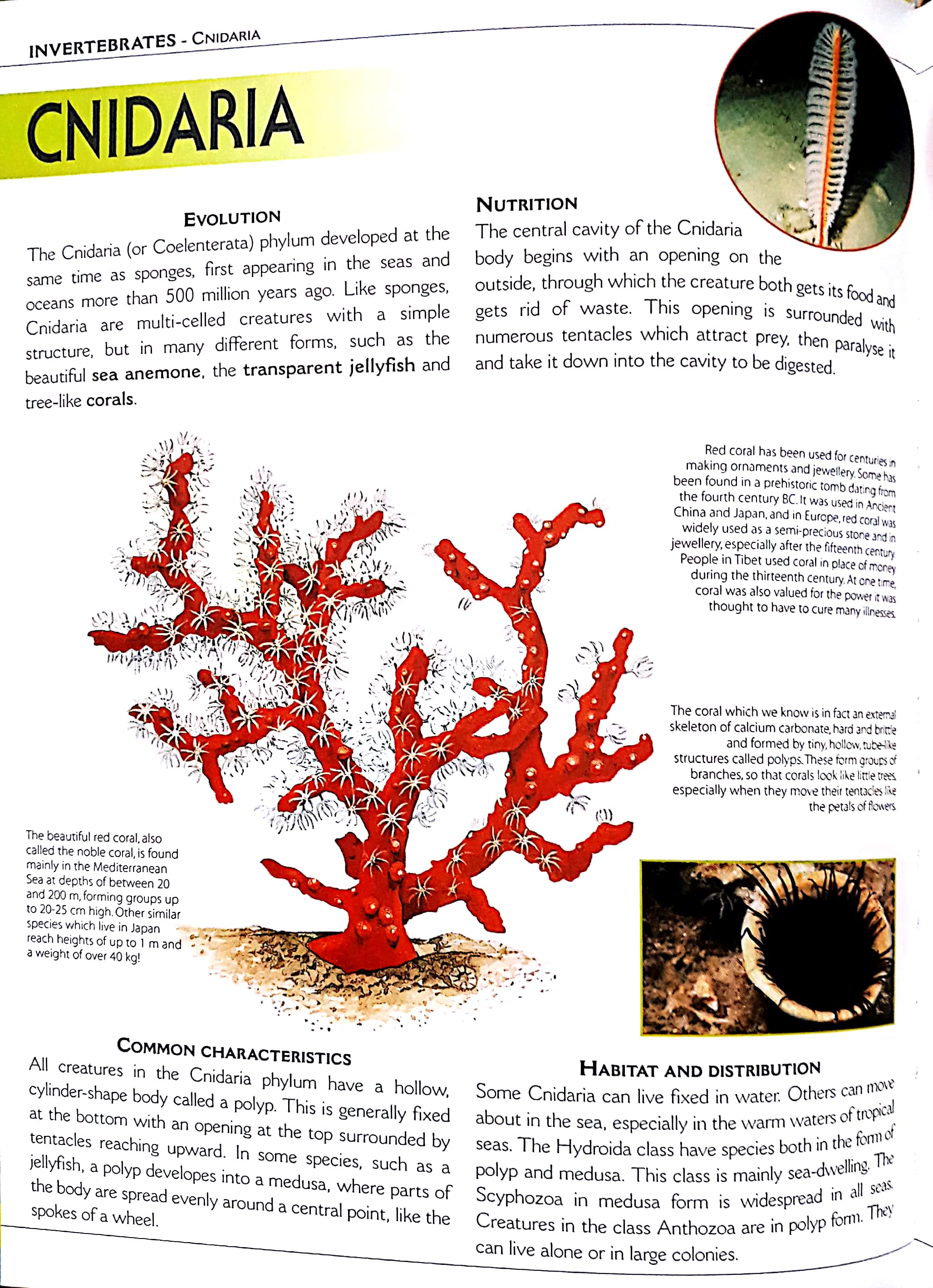 the big book of animals