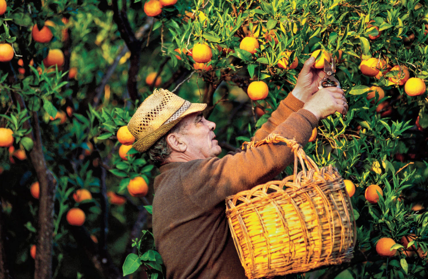 the blue zones secrets for living longer