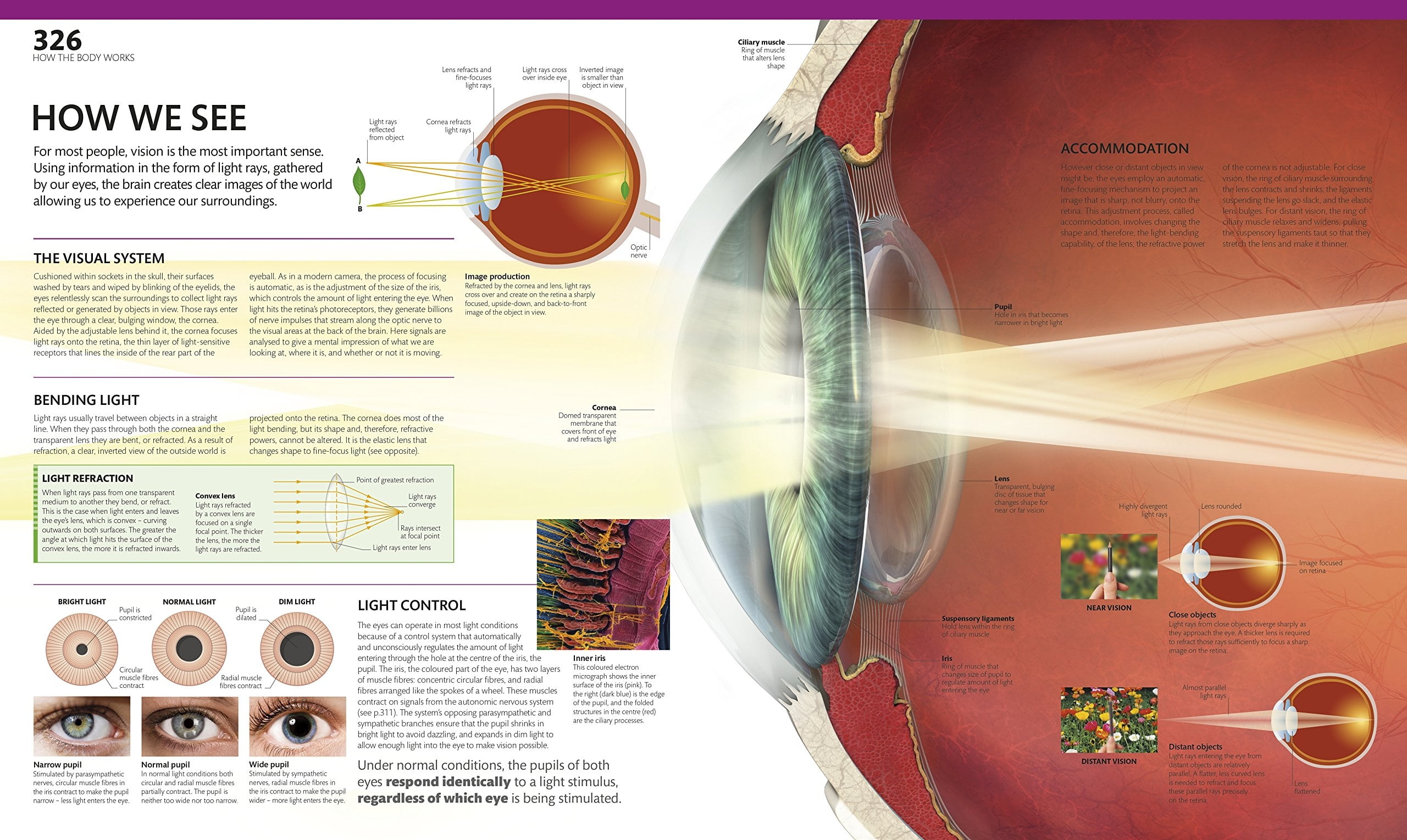 The Complete Human Body
