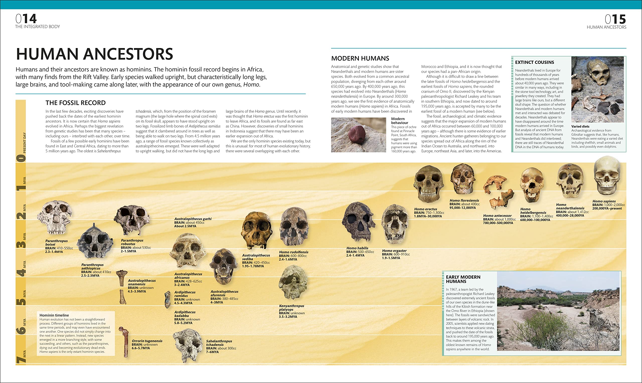 the complete human body -the definitive visual guide