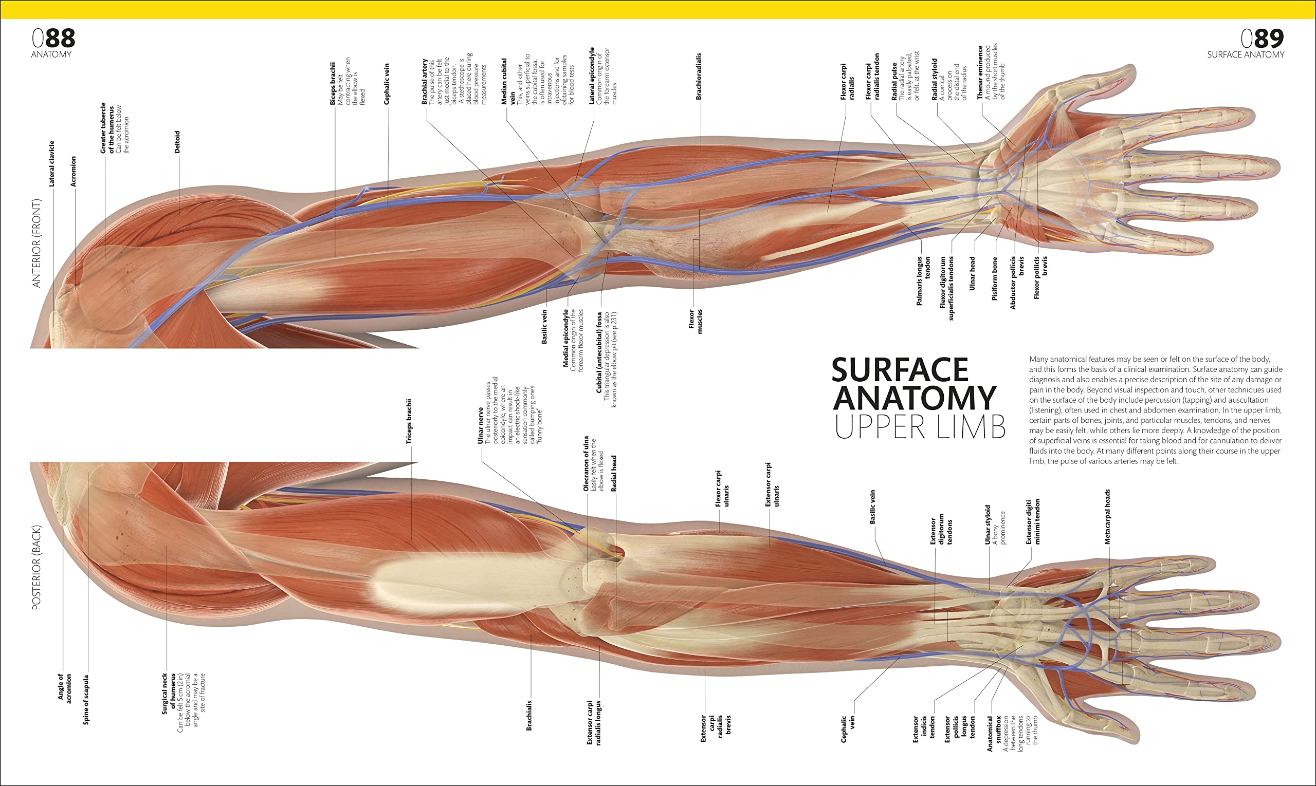 the complete human body -the definitive visual guide