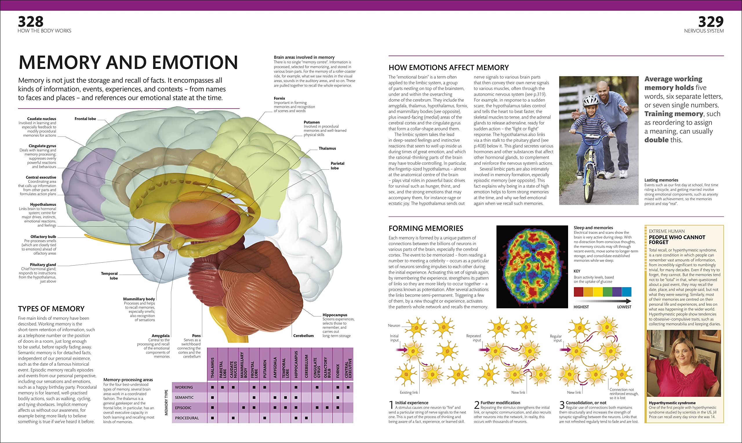 the complete human body -the definitive visual guide