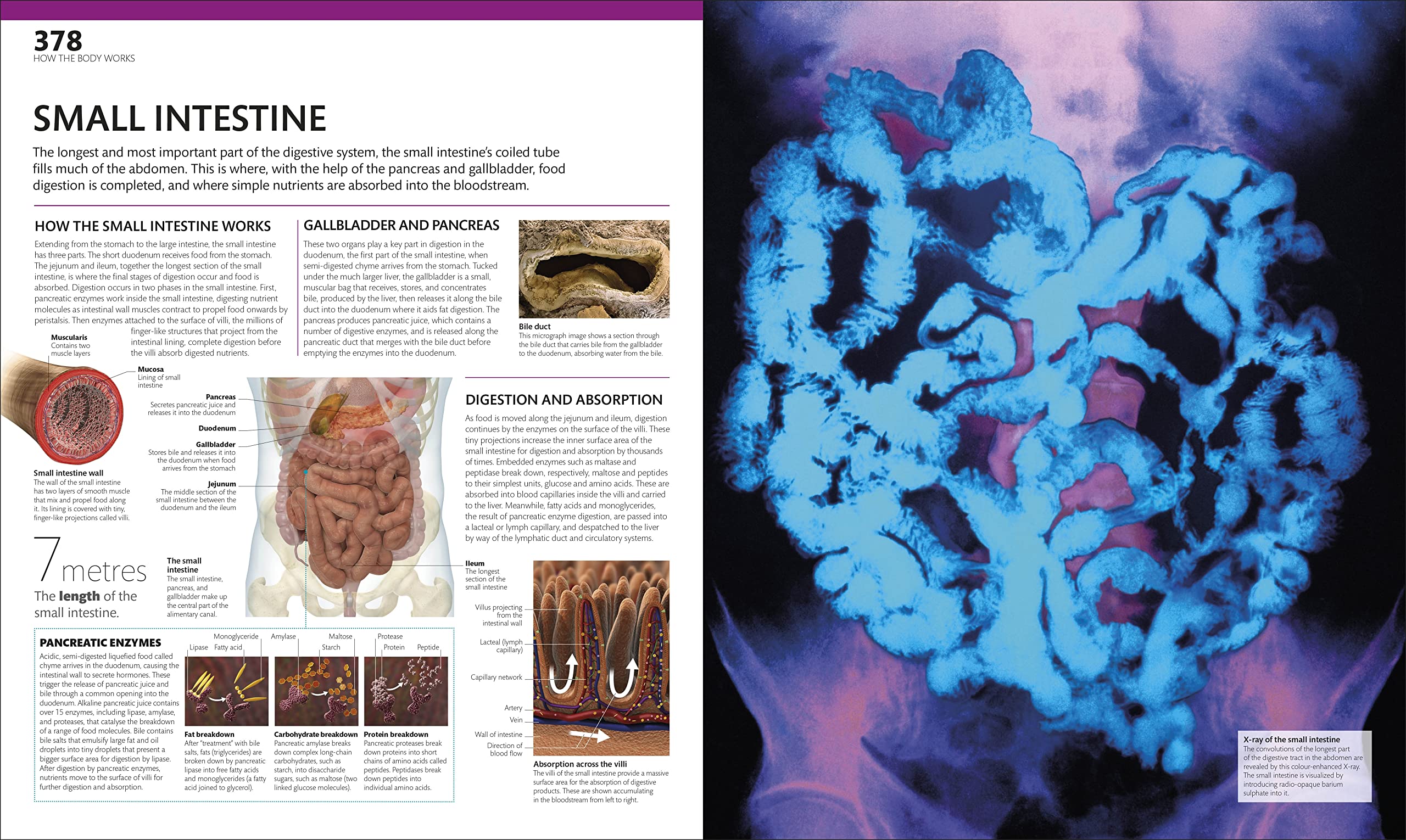 the complete human body -the definitive visual guide