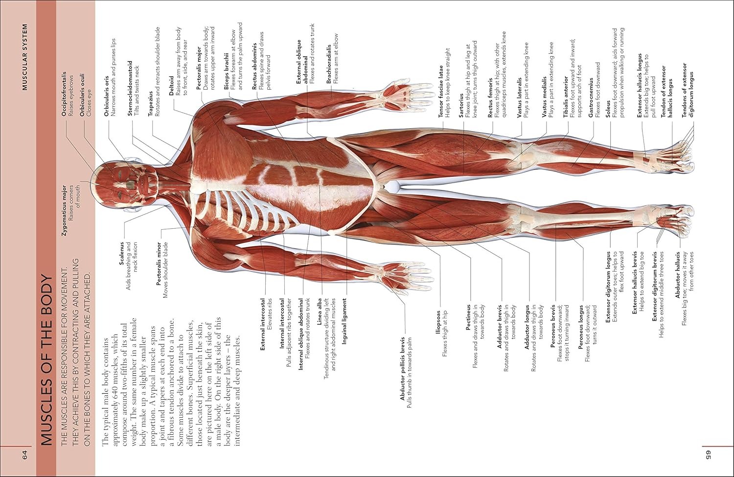 the concise human body book