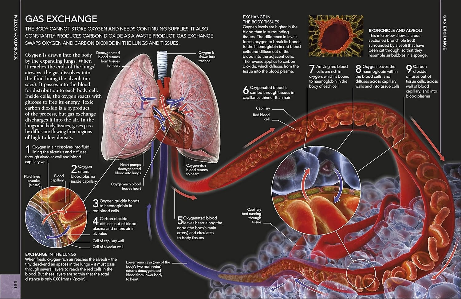the concise human body book