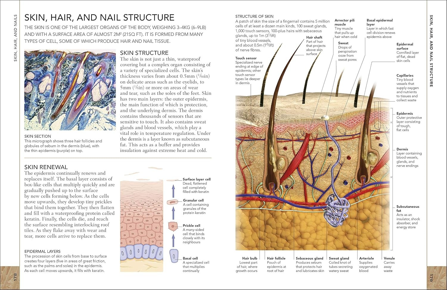 the concise human body book