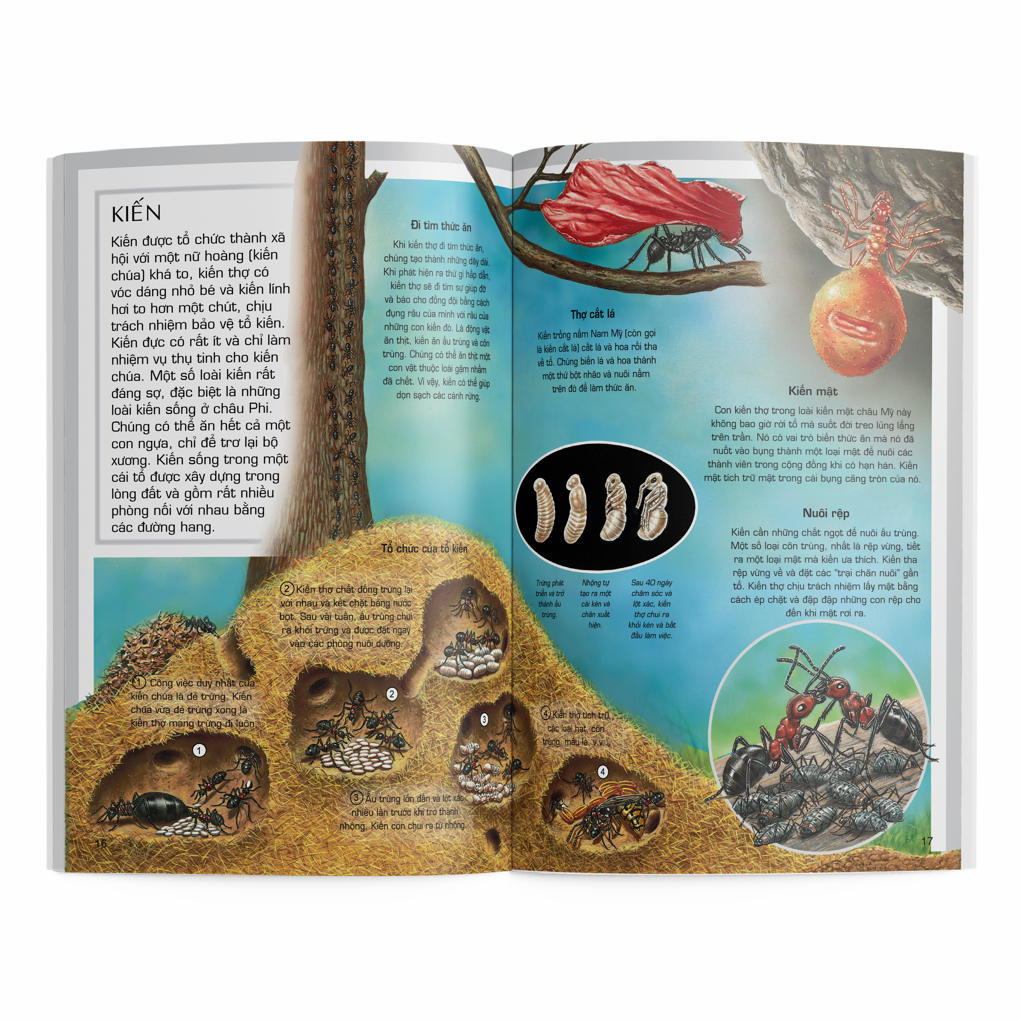 thế giới động vật - côn trùng